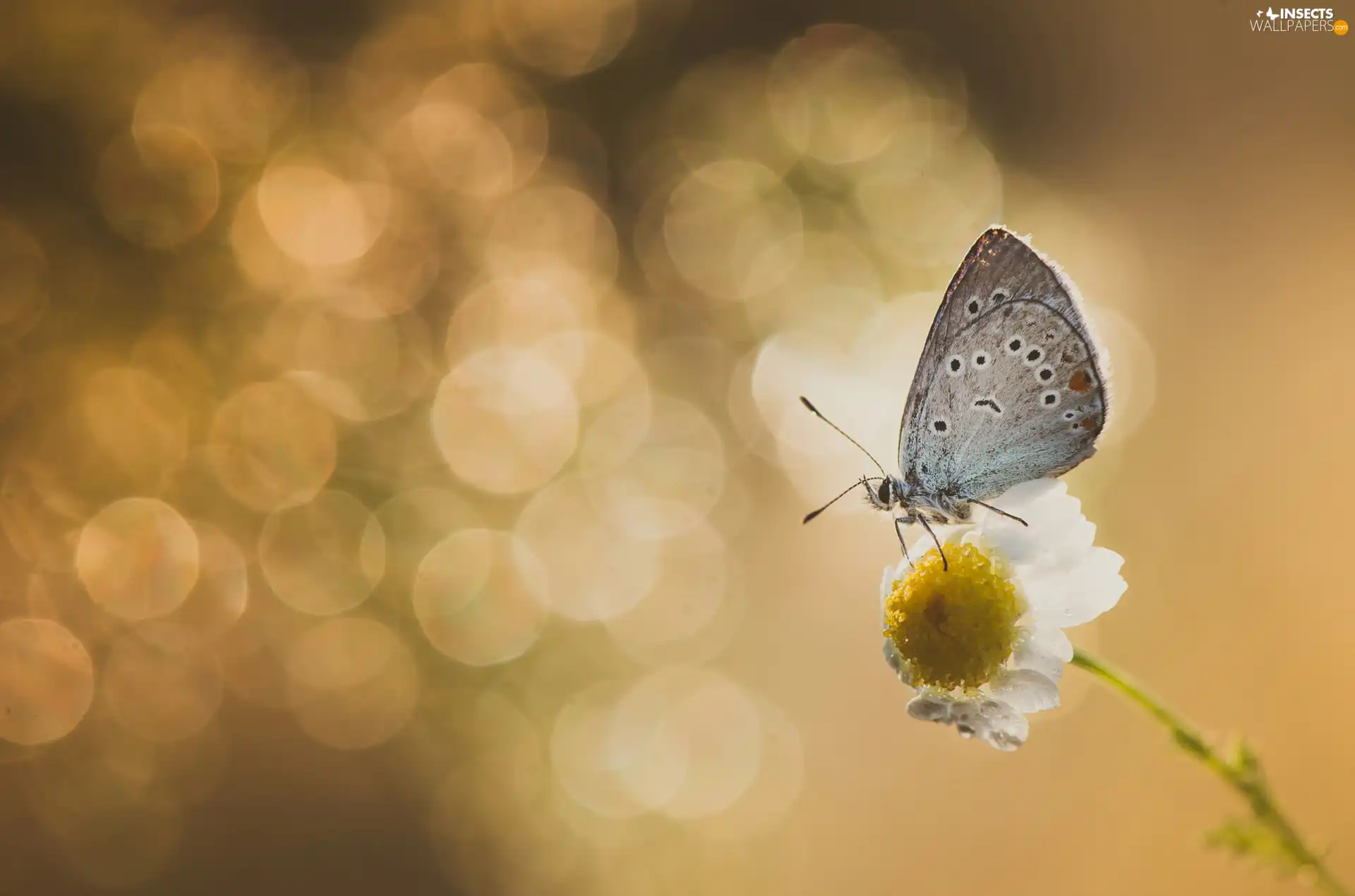 Flower, butterfly, Dusky Icarus, chamomile