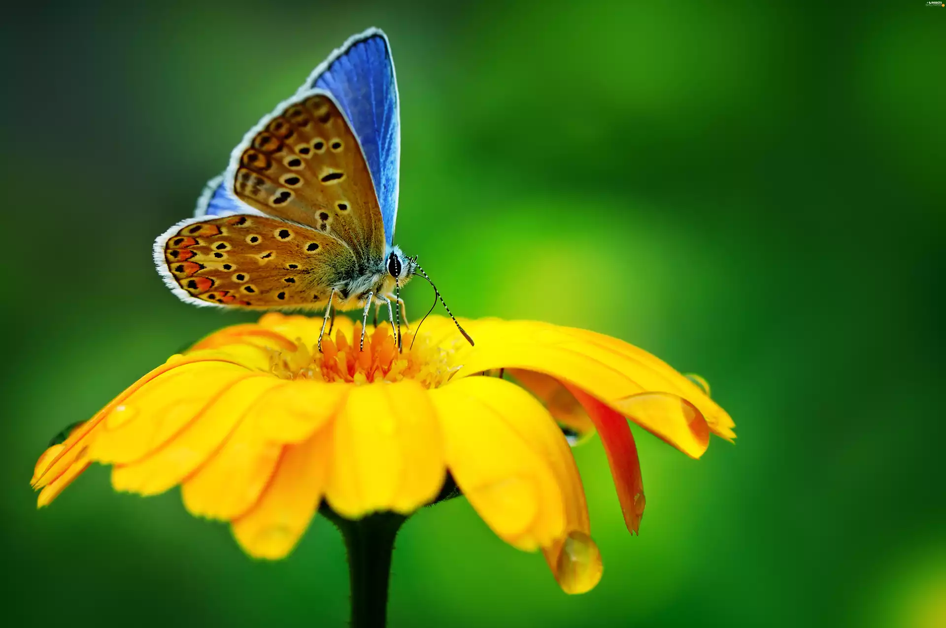 Yellow, butterfly, Dusky, Colourfull Flowers