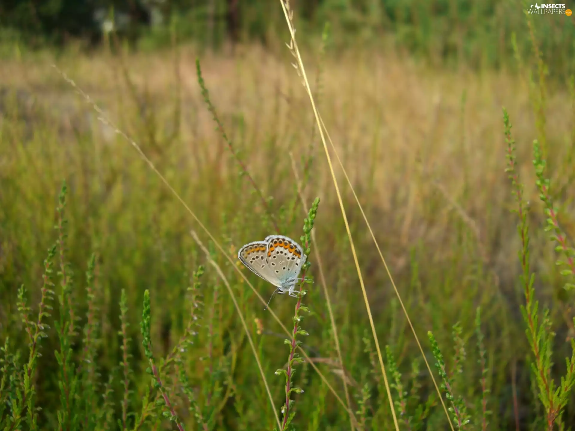 Dusky, blades, grass, butterfly