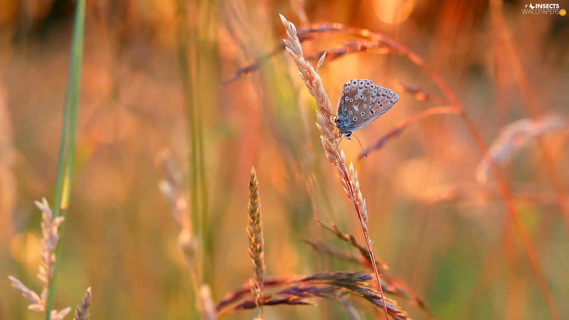 blades, butterfly, Dusky Icarus, grass