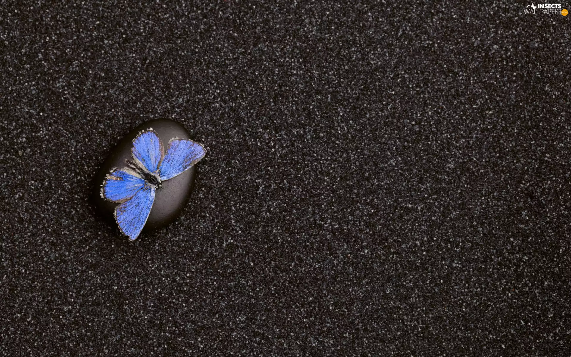 Dusky Icarus, Stone, butterfly