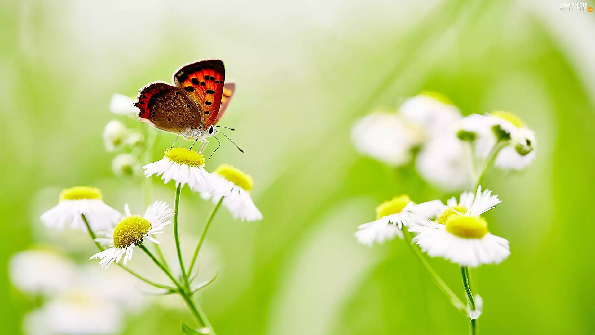 butterfly, Erigeron