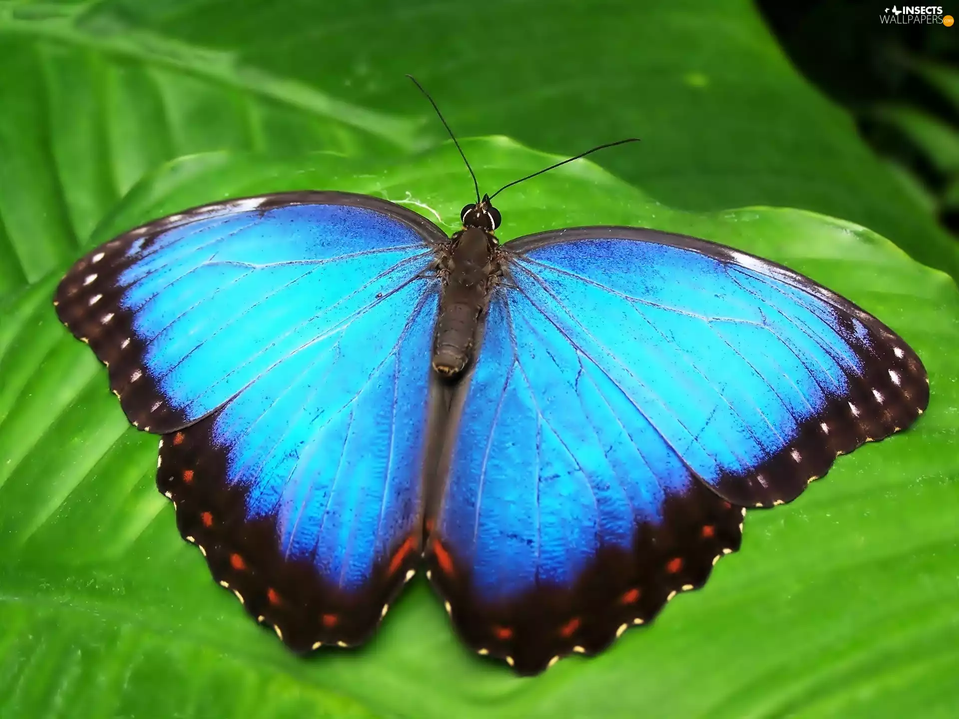 butterfly, blue, exotic