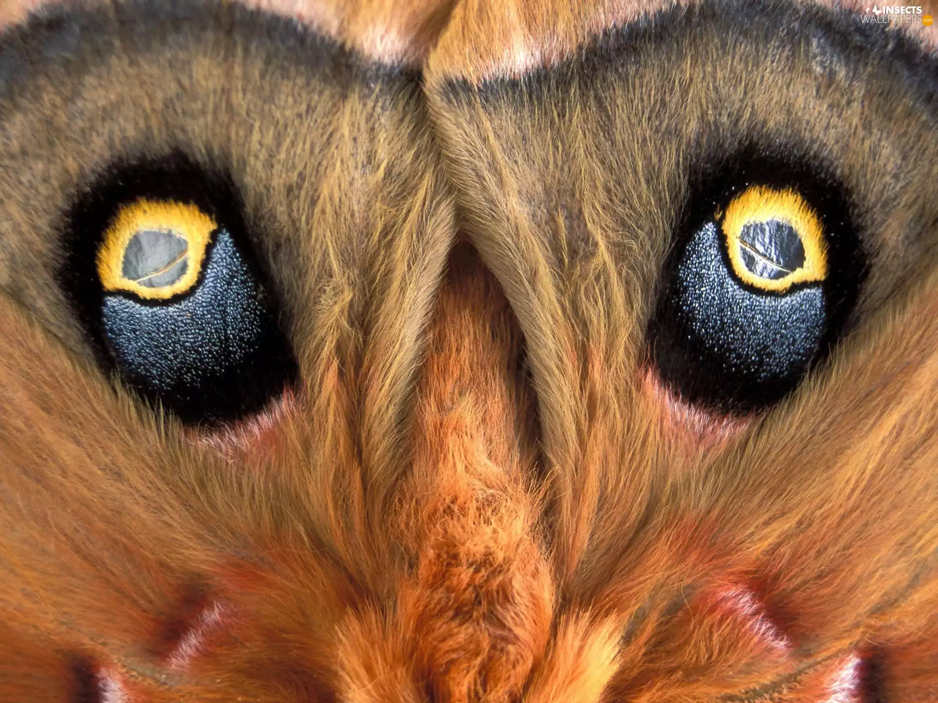 butterfly, eye