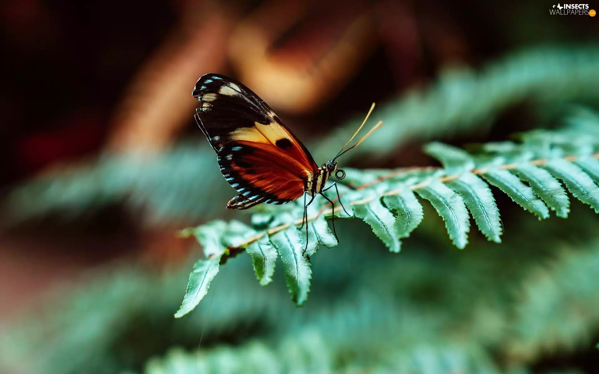 butterfly, leaf, Fern