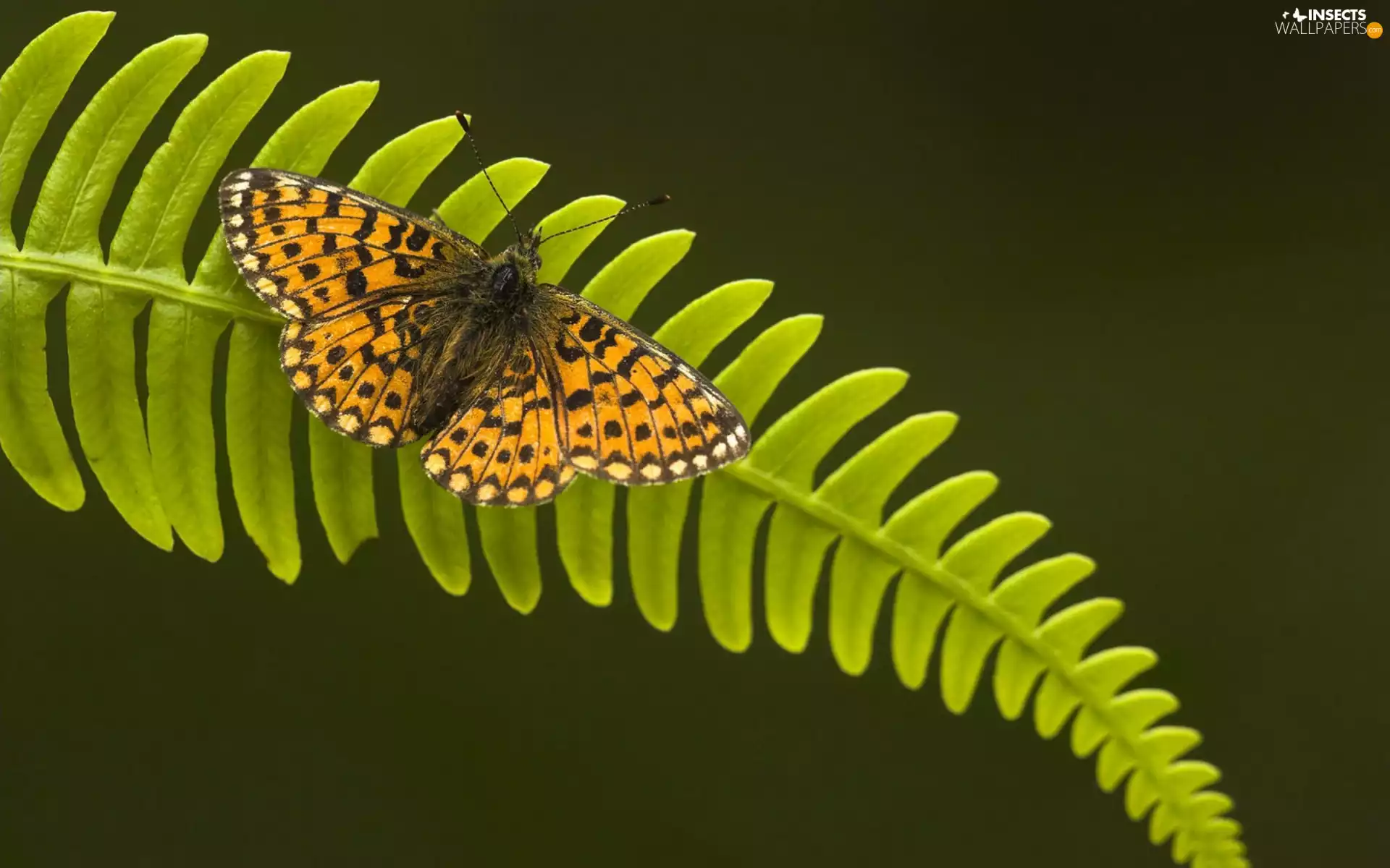 butterfly, Fern