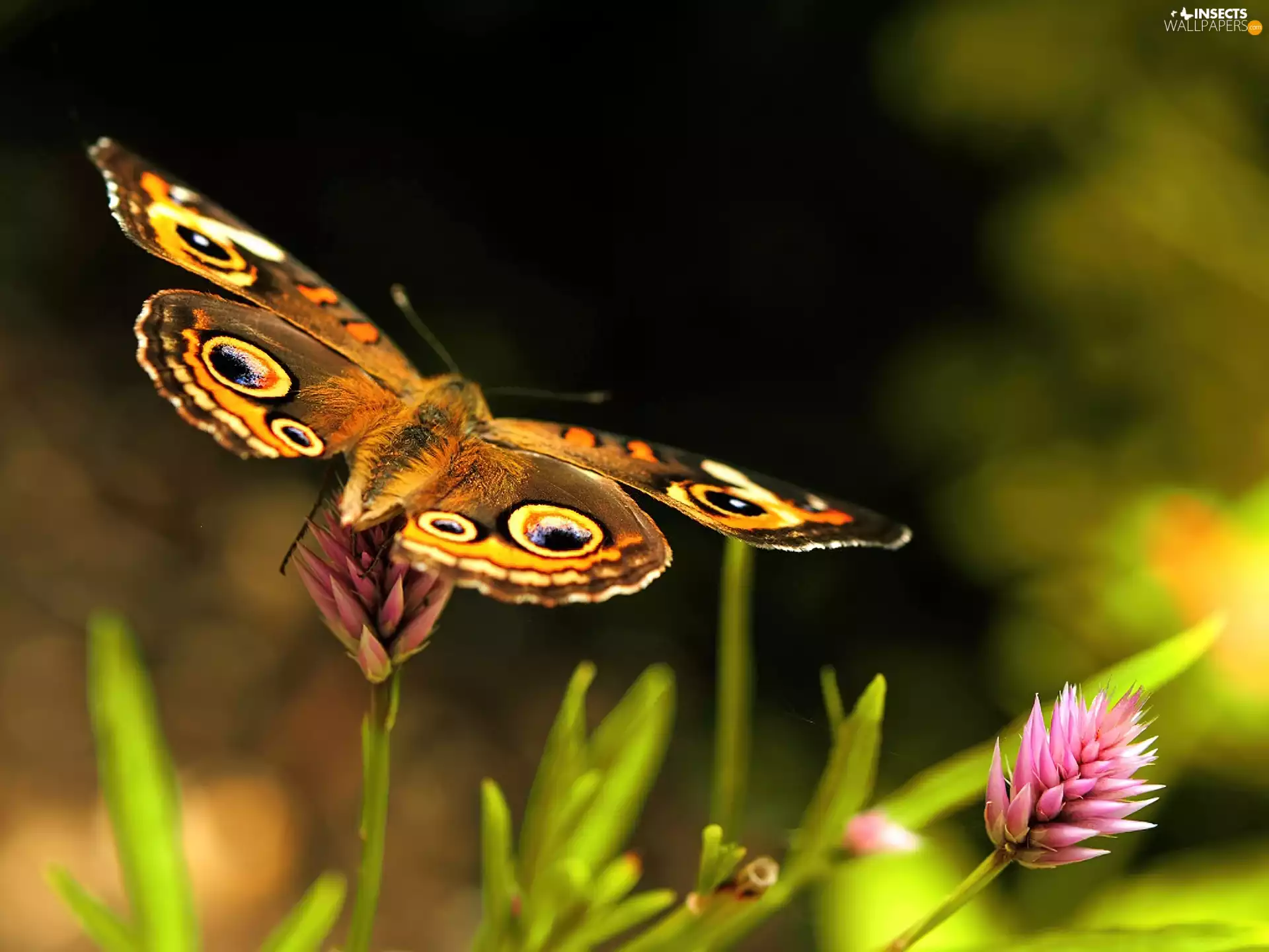 butterfly, Flower