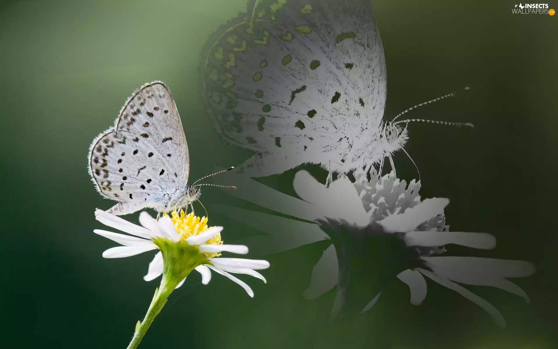 butterfly, Flower