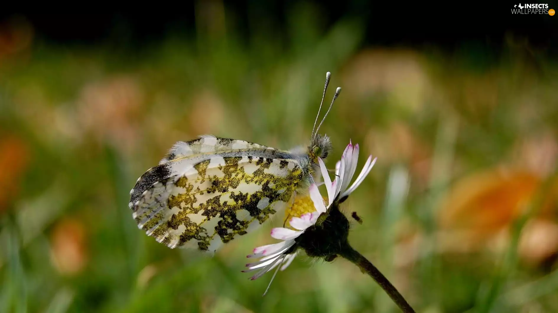 butterfly, Flower