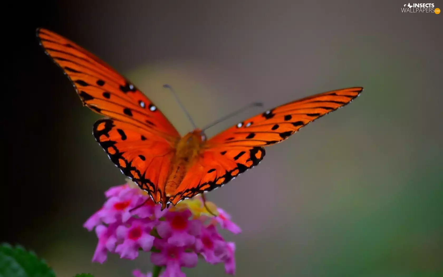 butterfly, field, Flower