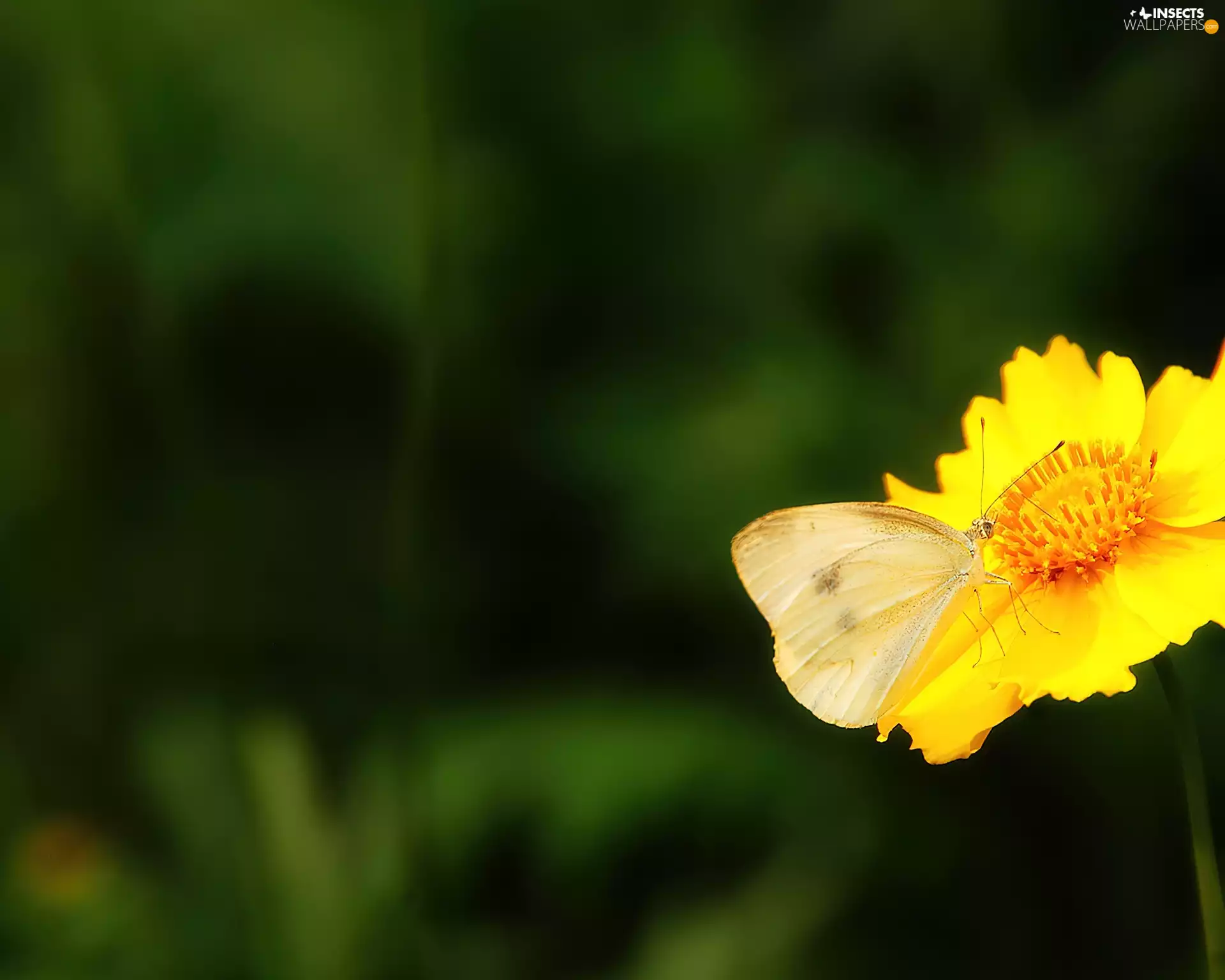 butterfly, Yellow, Flower