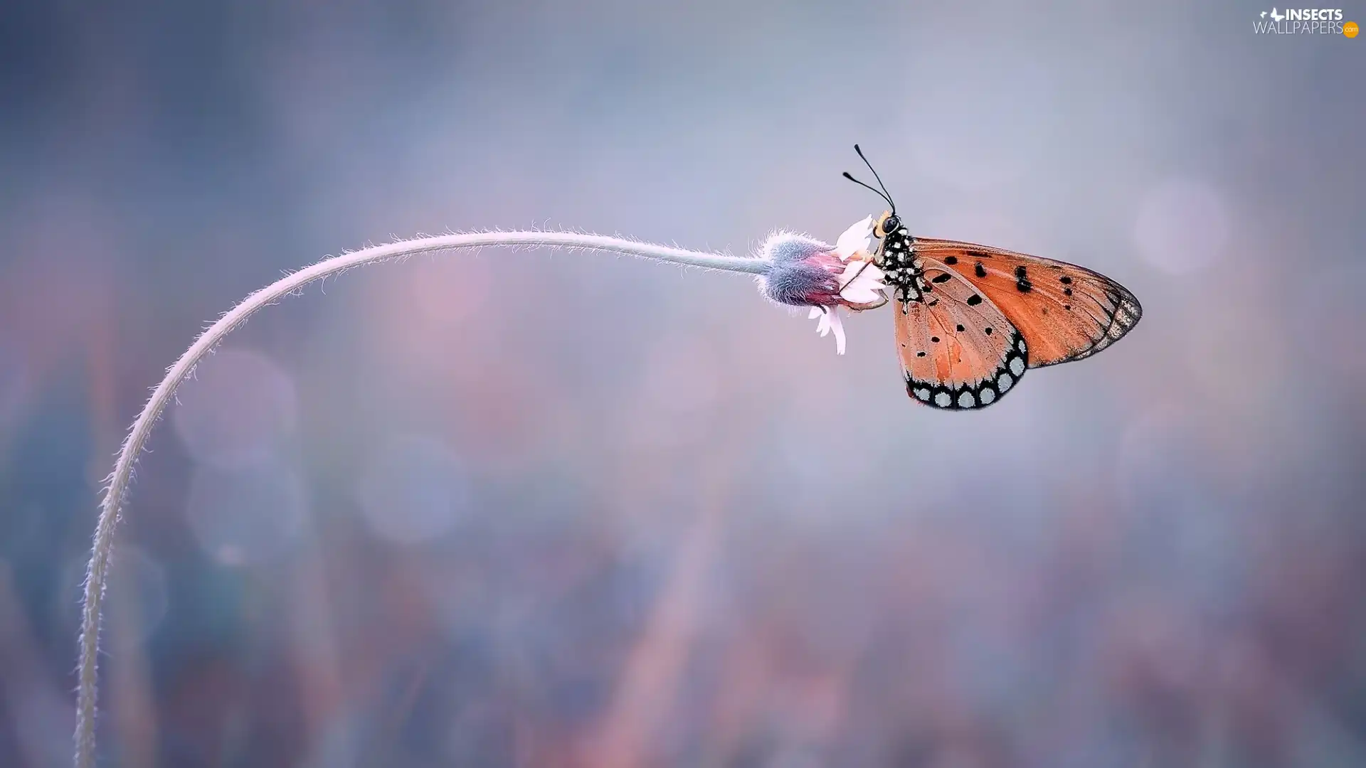 Flower, butterfly