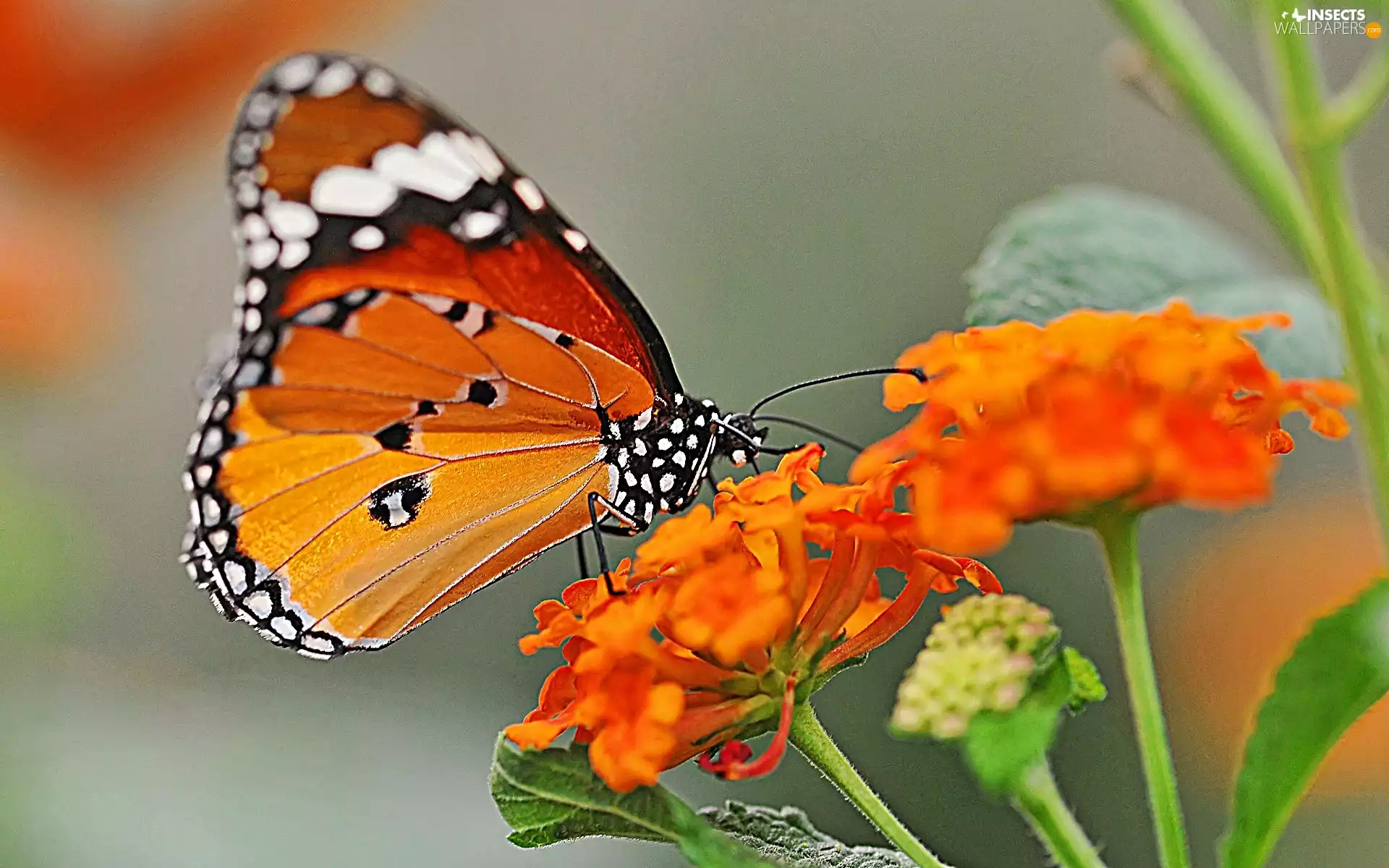 butterfly, Flowers