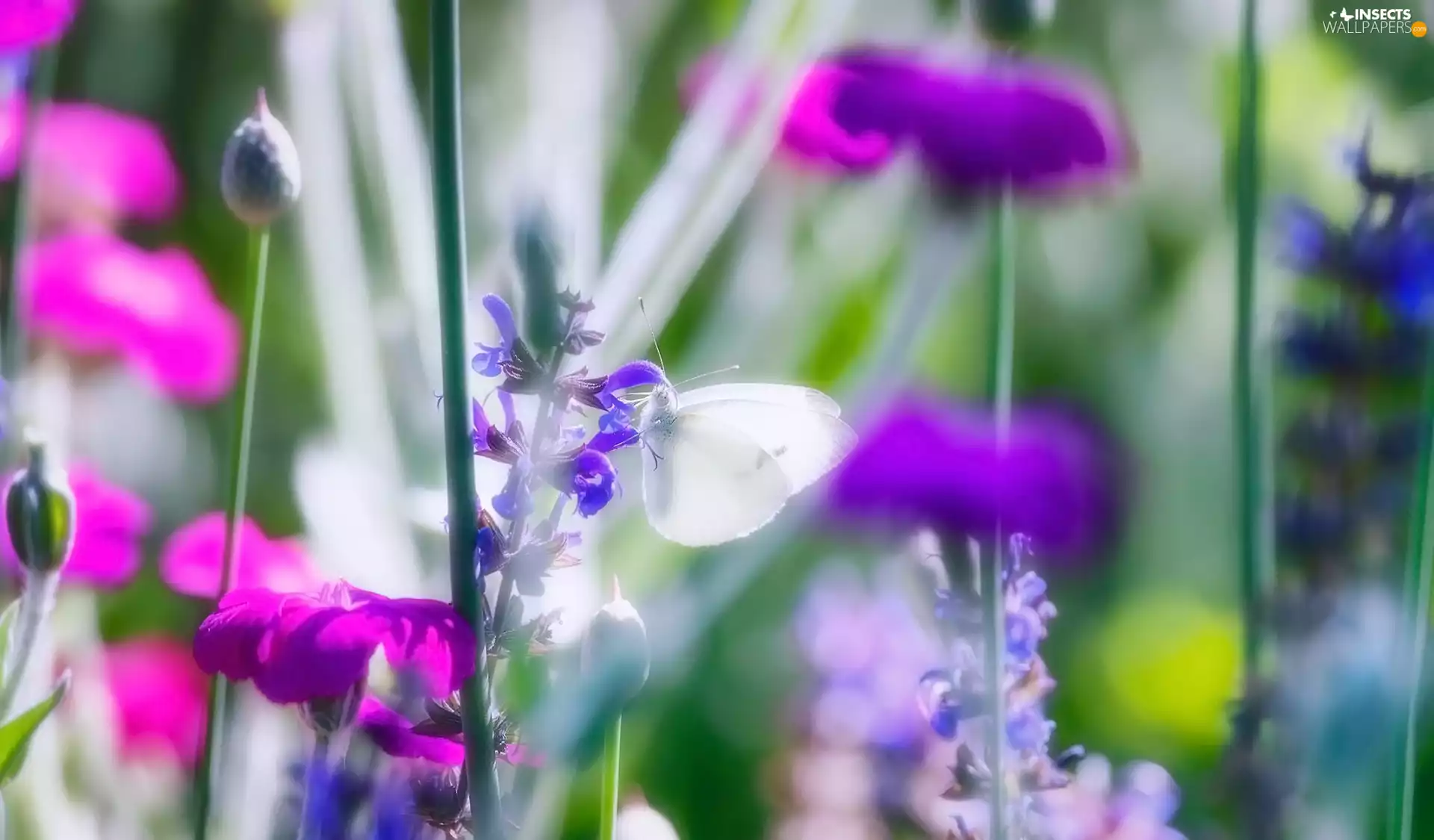 Flowers, Cabbage, blur, butterfly