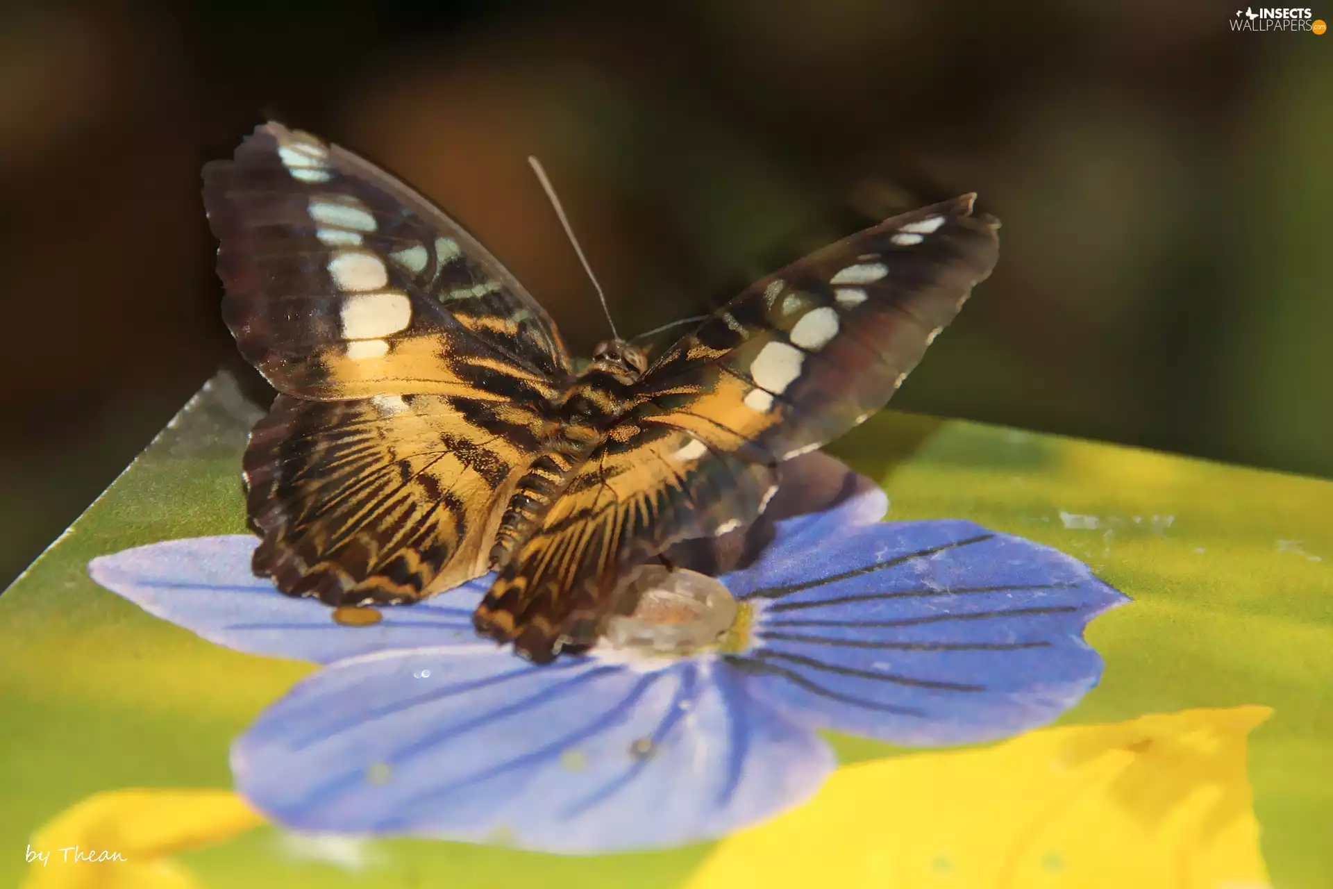 butterfly, Colourfull Flowers