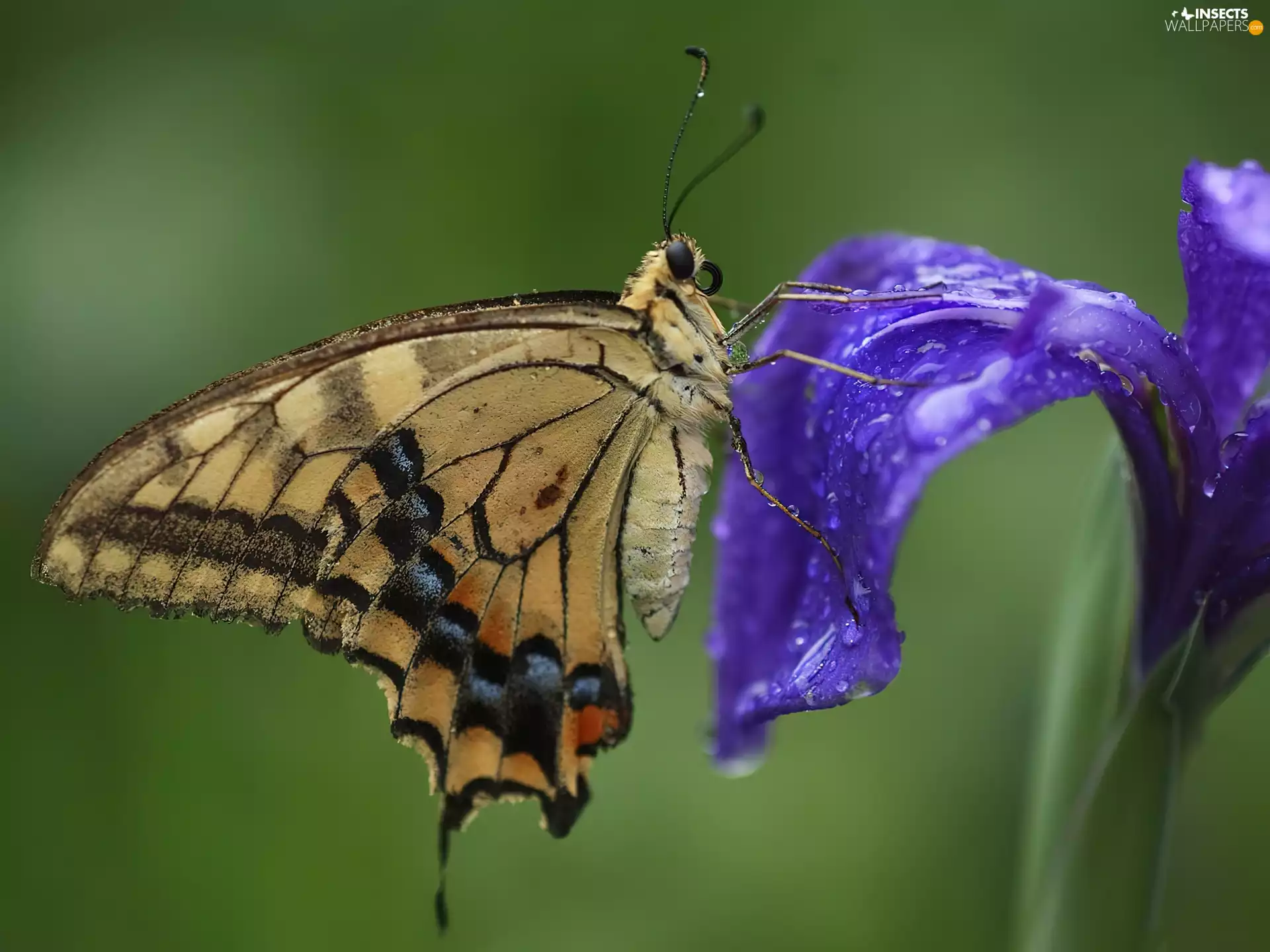 butterfly, Colourfull Flowers
