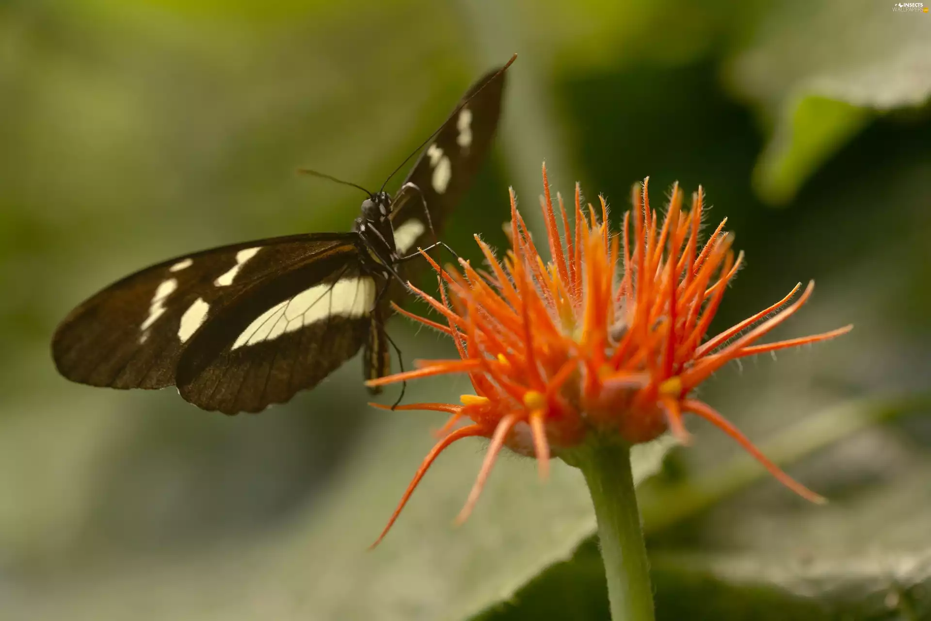 butterfly, Colourfull Flowers
