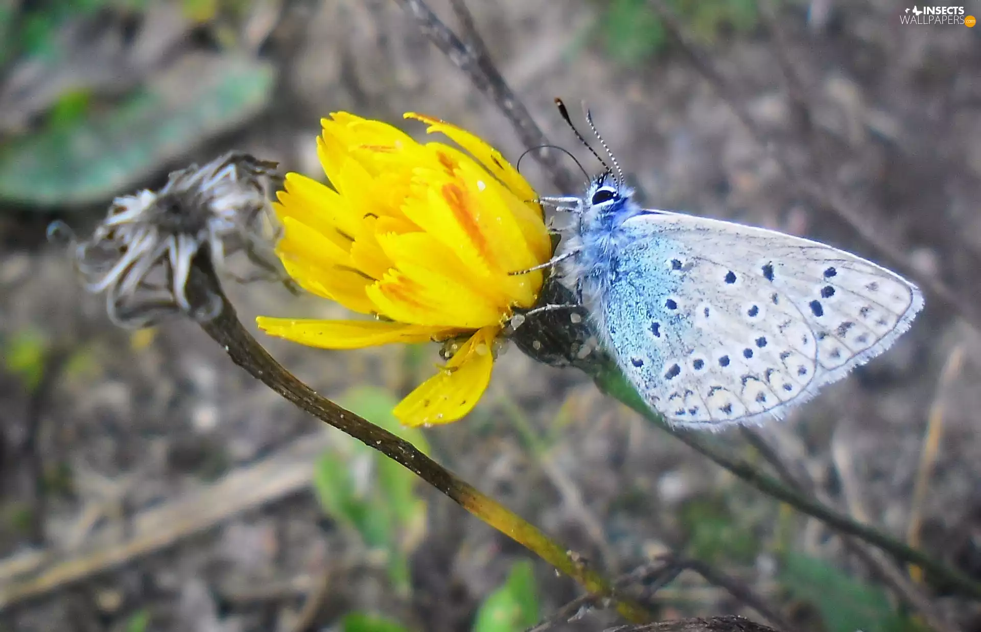 butterfly, Colourfull Flowers