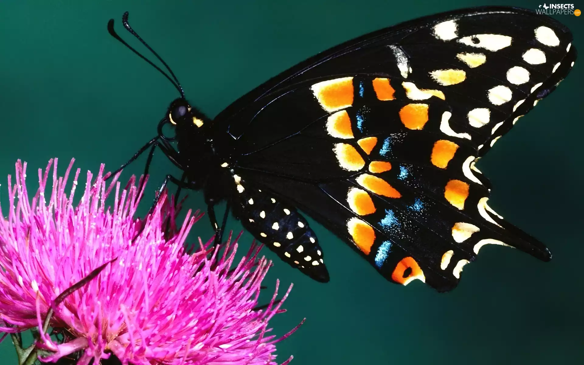 butterfly, Colourfull Flowers