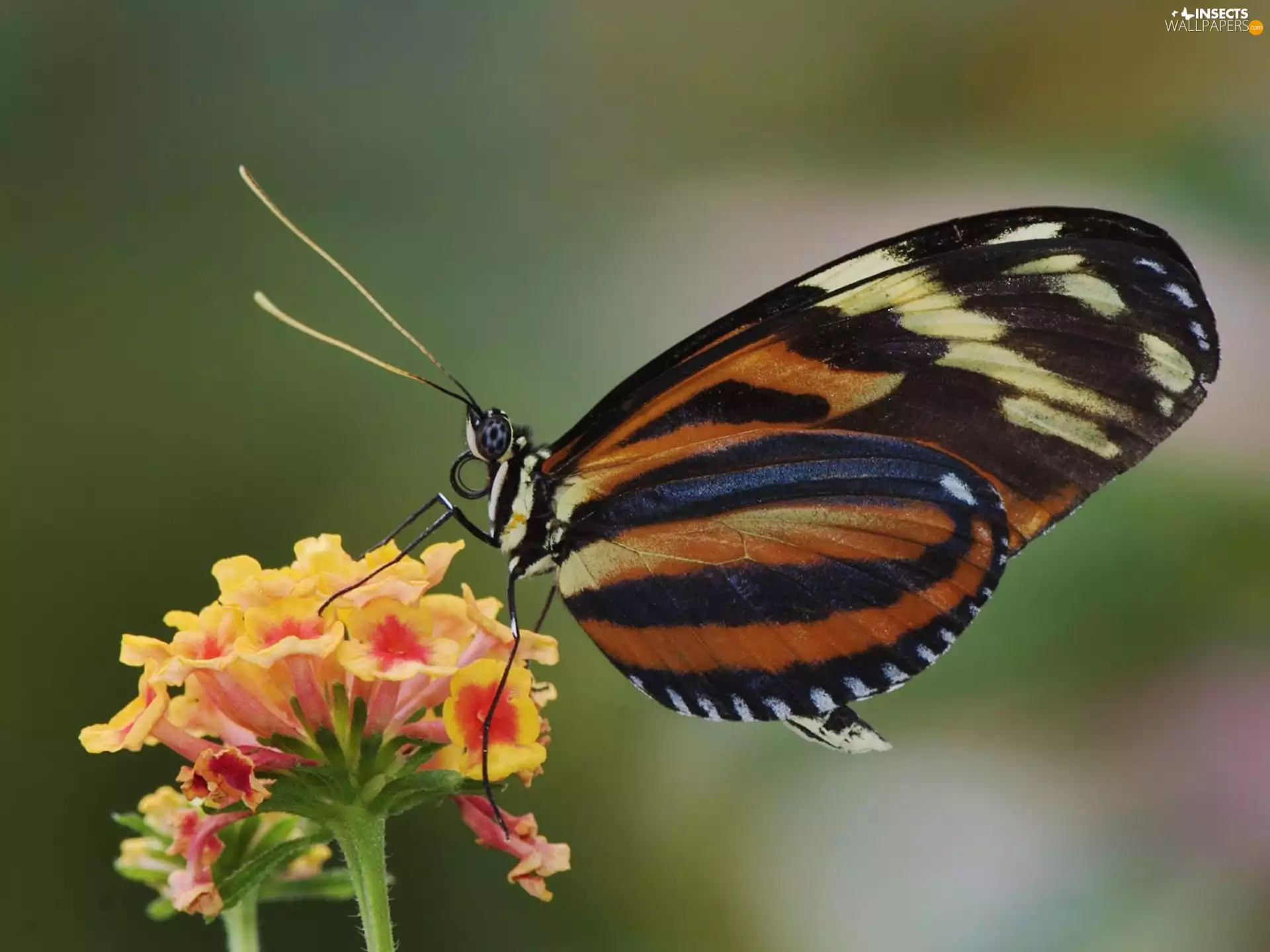 butterfly, Colourfull Flowers