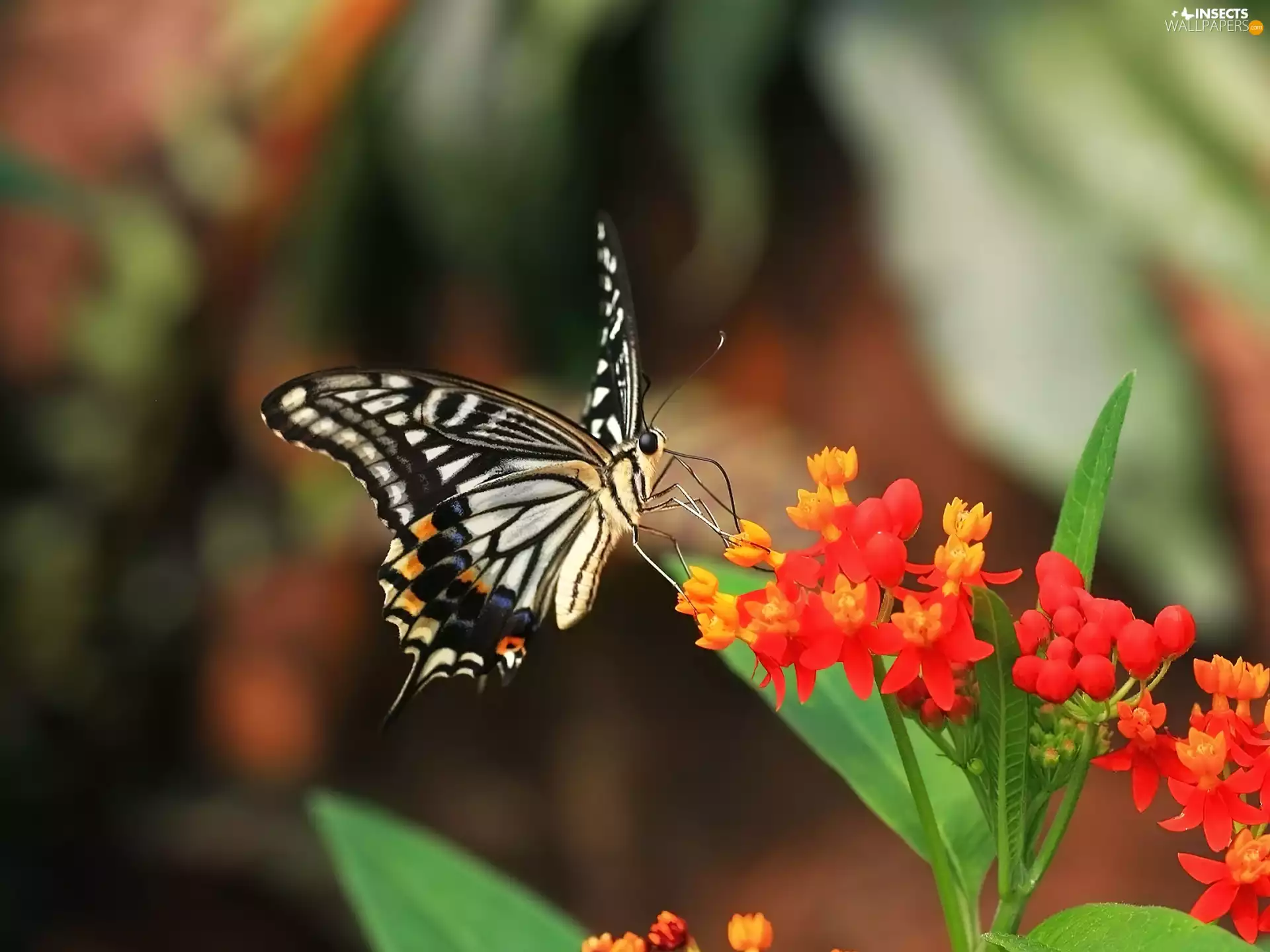 butterfly, Colourfull Flowers