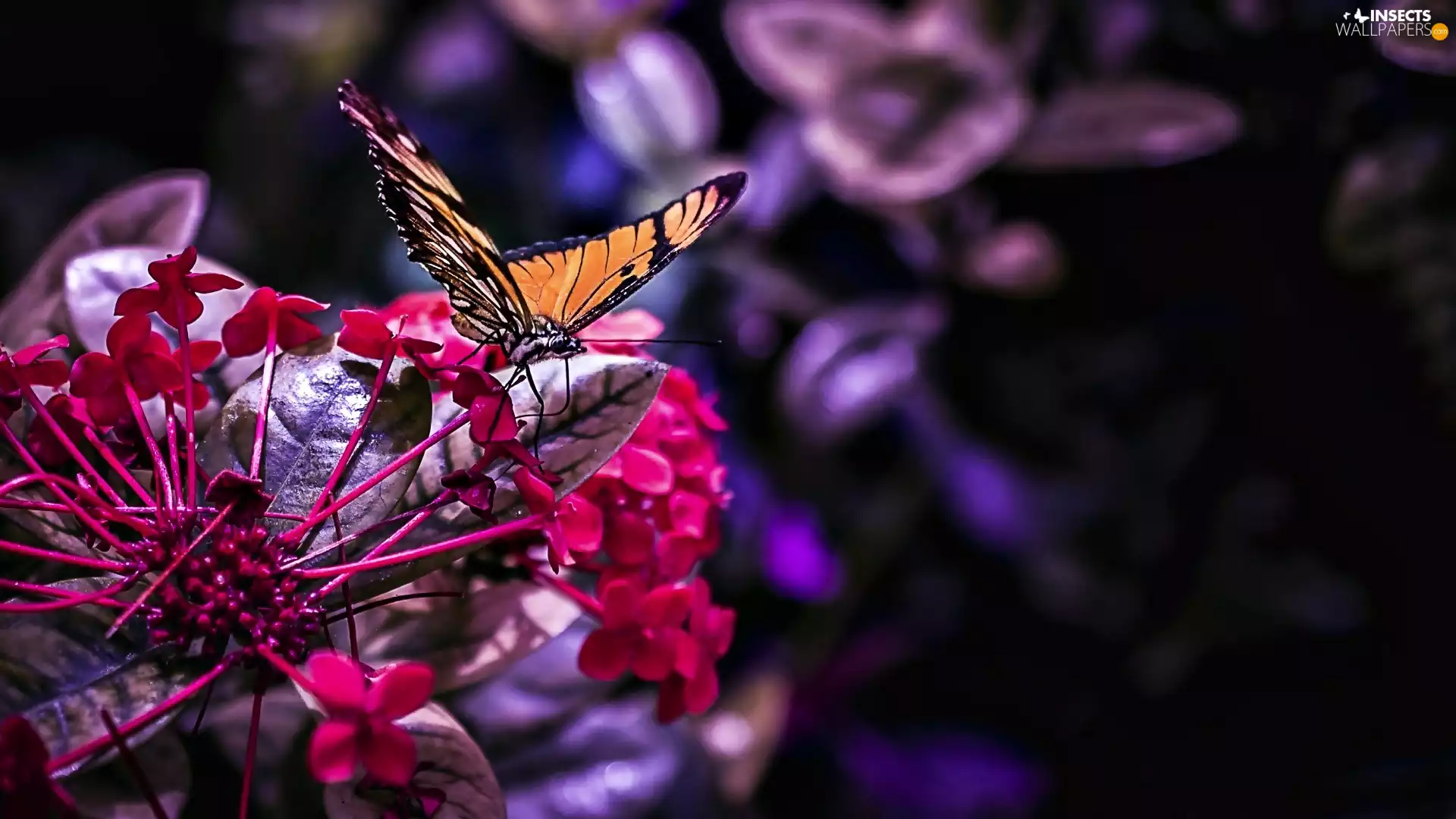 butterfly, Colourfull Flowers