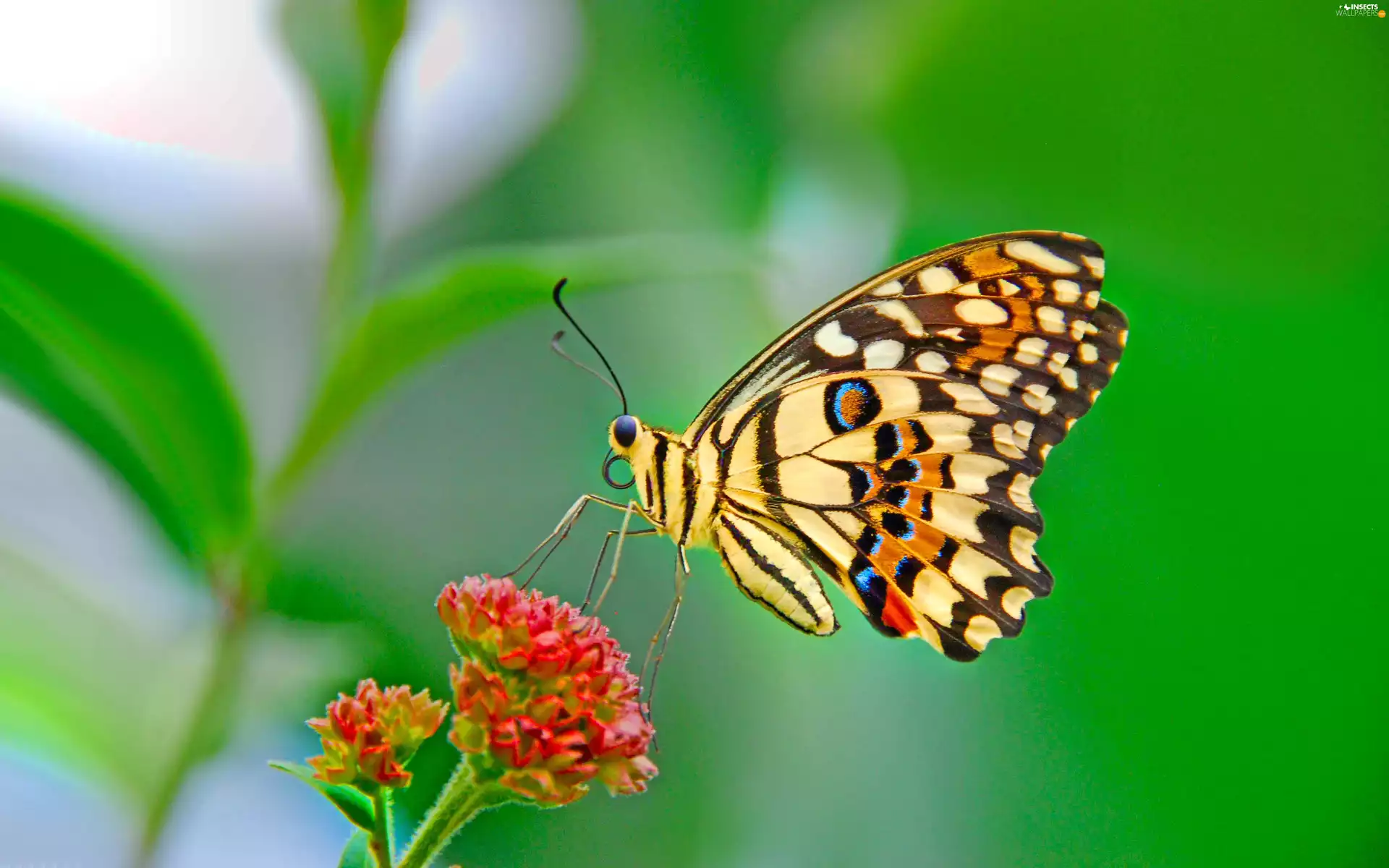 butterfly, Colourfull Flowers