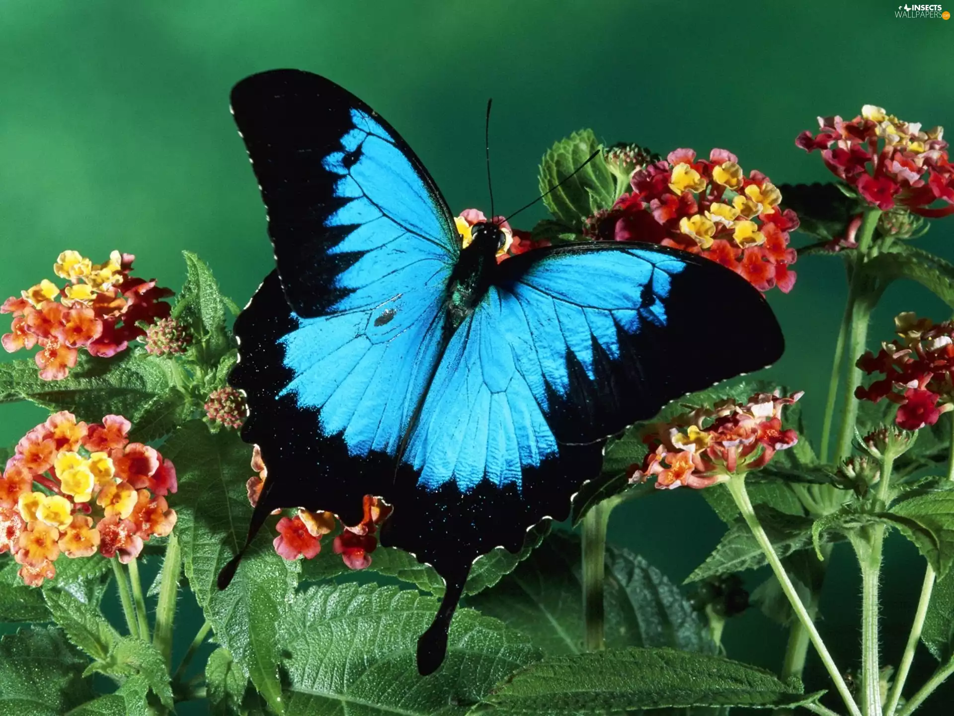 butterfly, Colourfull Flowers
