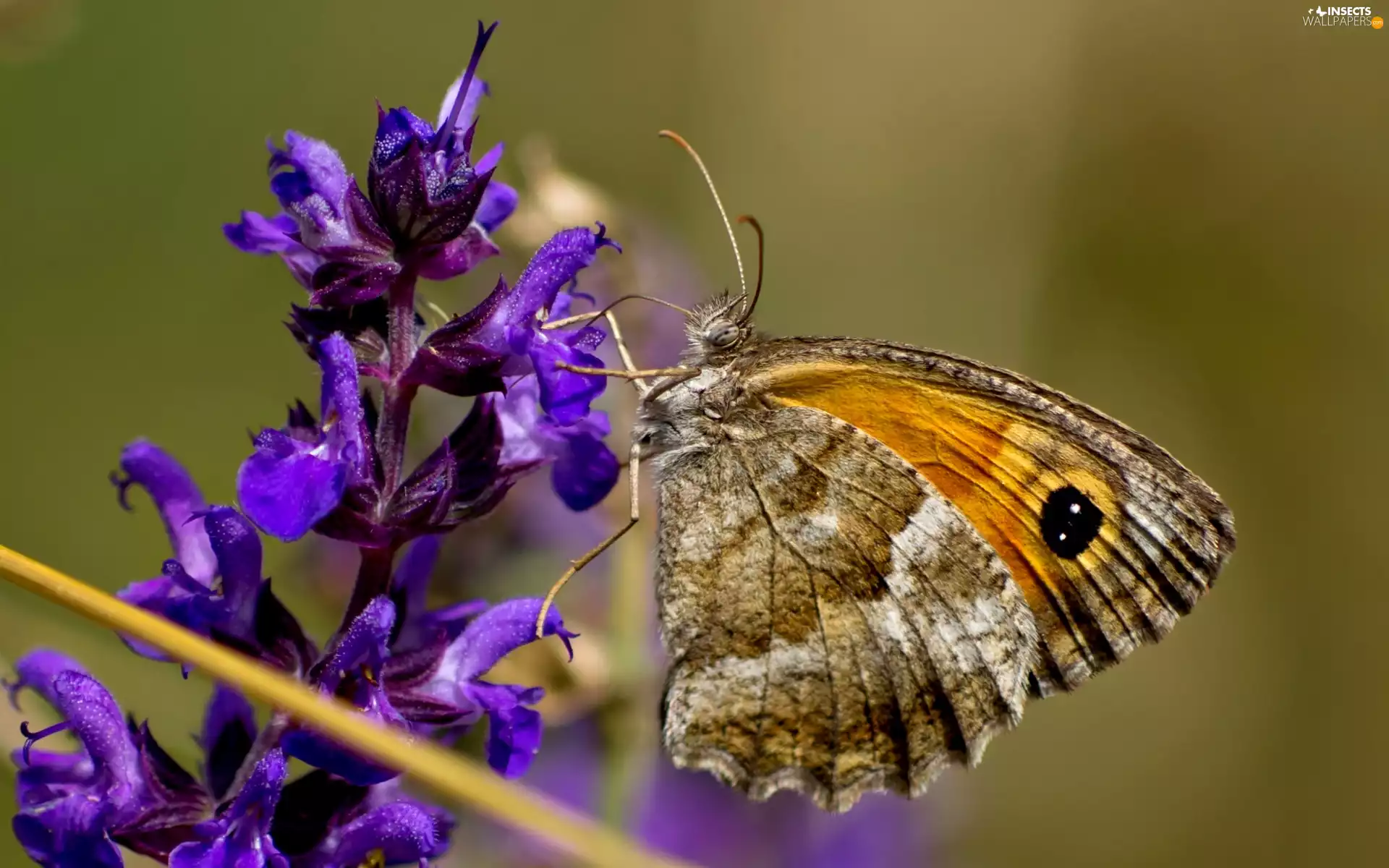 butterfly, Colourfull Flowers