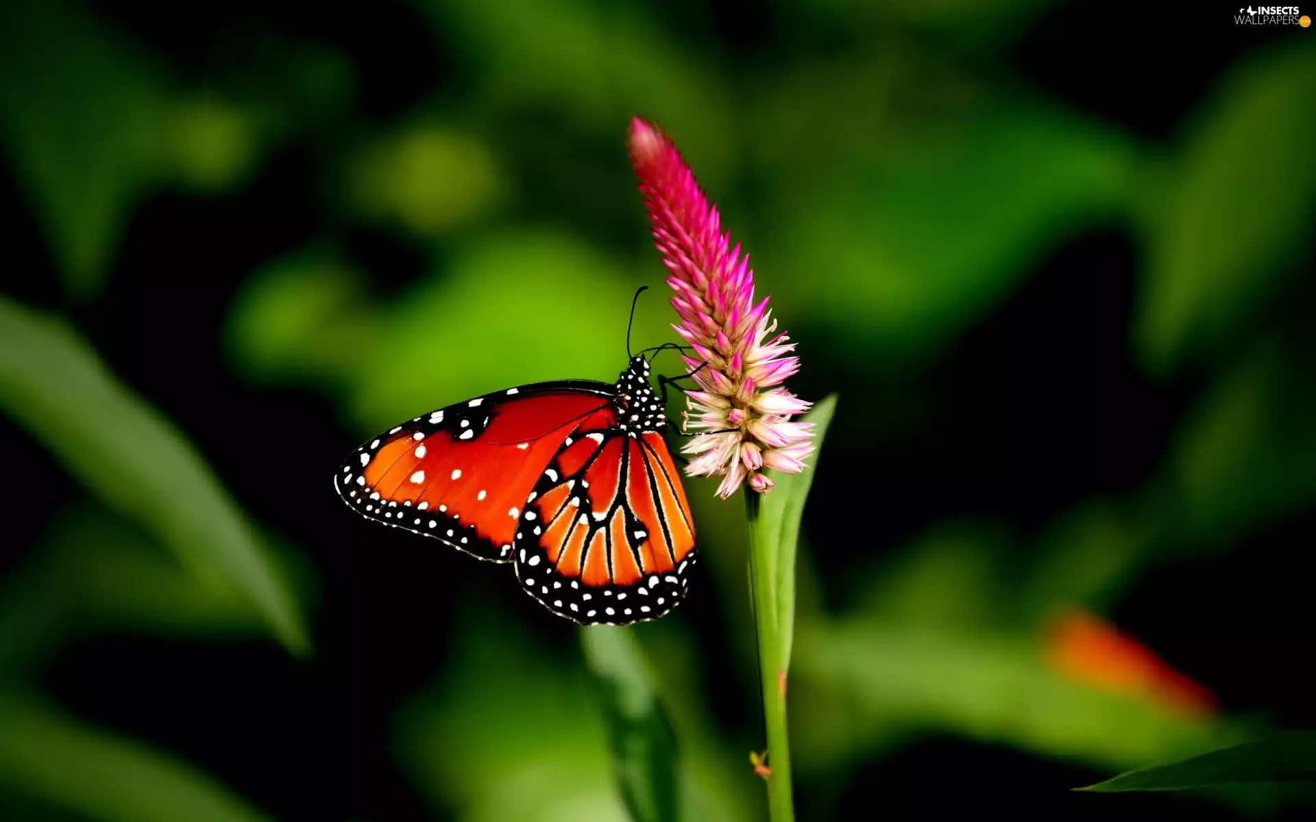 butterfly, Colourfull Flowers