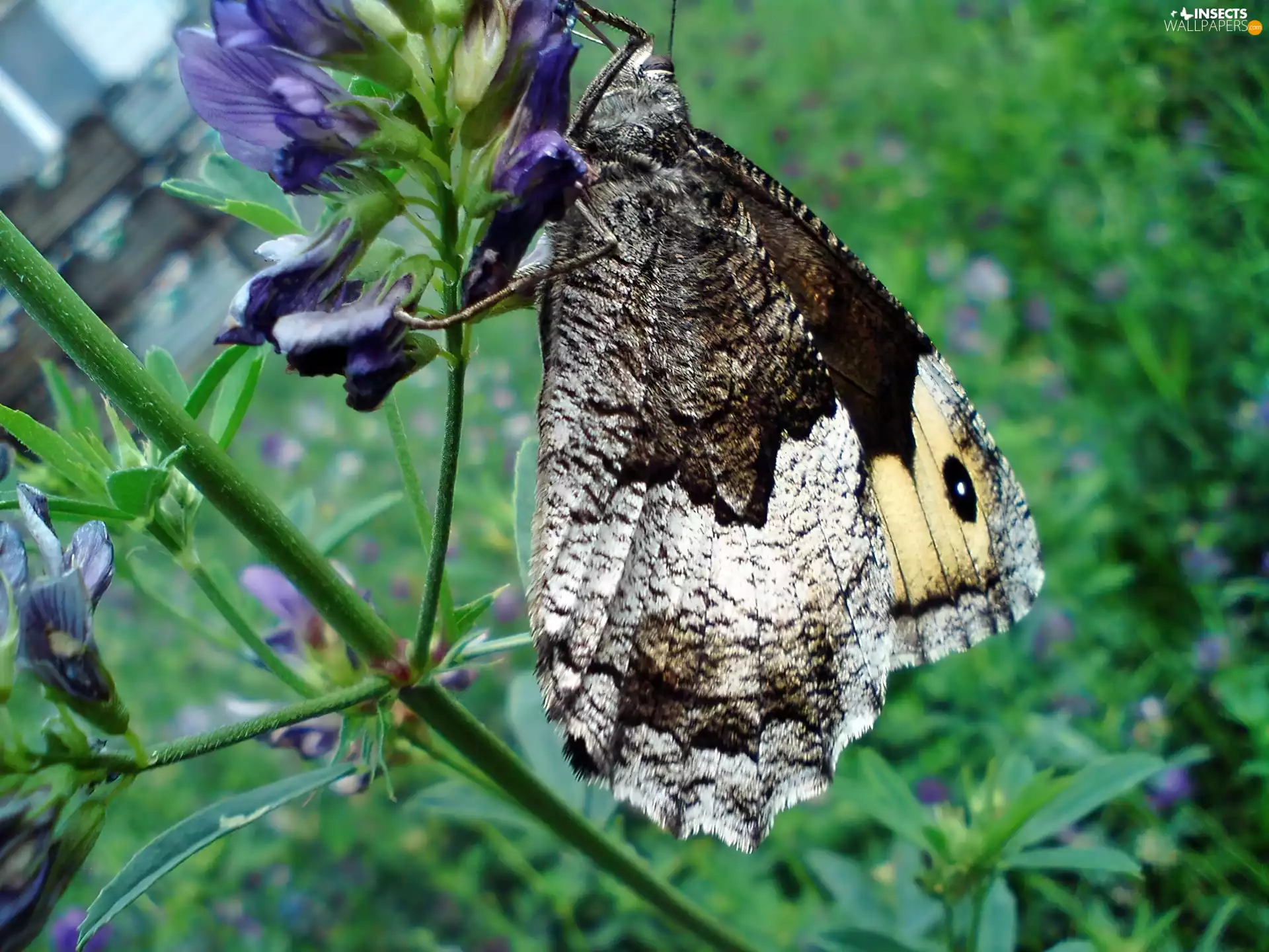 butterfly, Colourfull Flowers