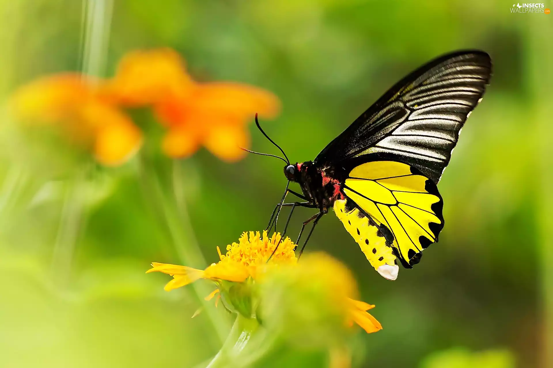 butterfly, Colourfull Flowers