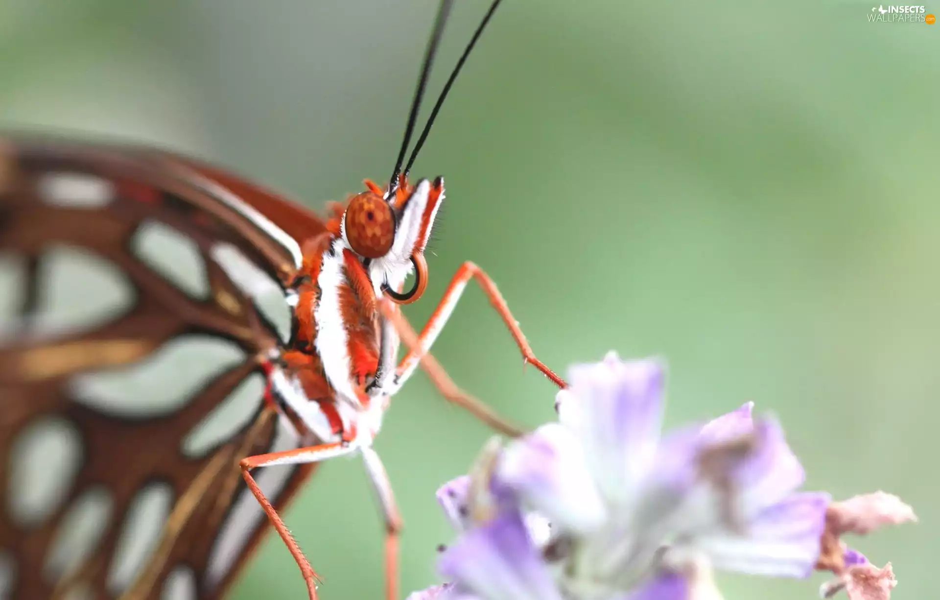 butterfly, Colourfull Flowers