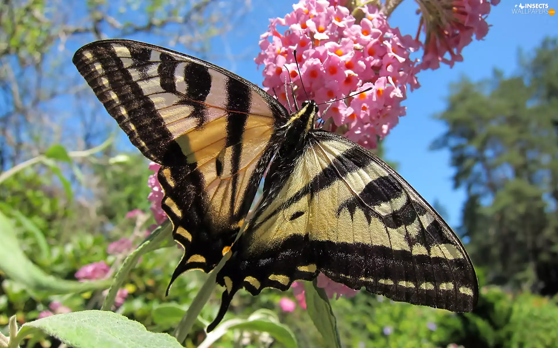 butterfly, Colourfull Flowers