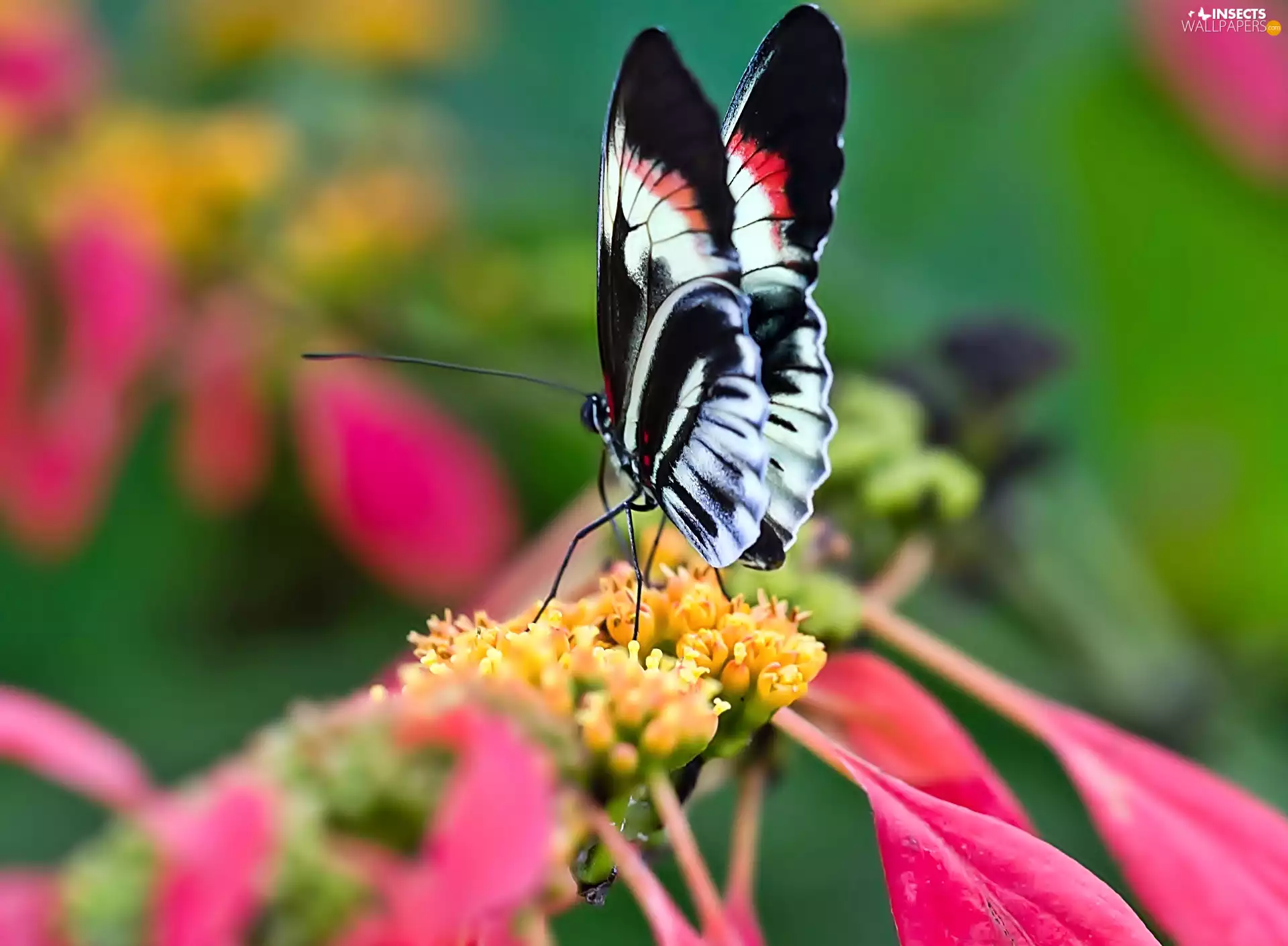 butterfly, Colourfull Flowers