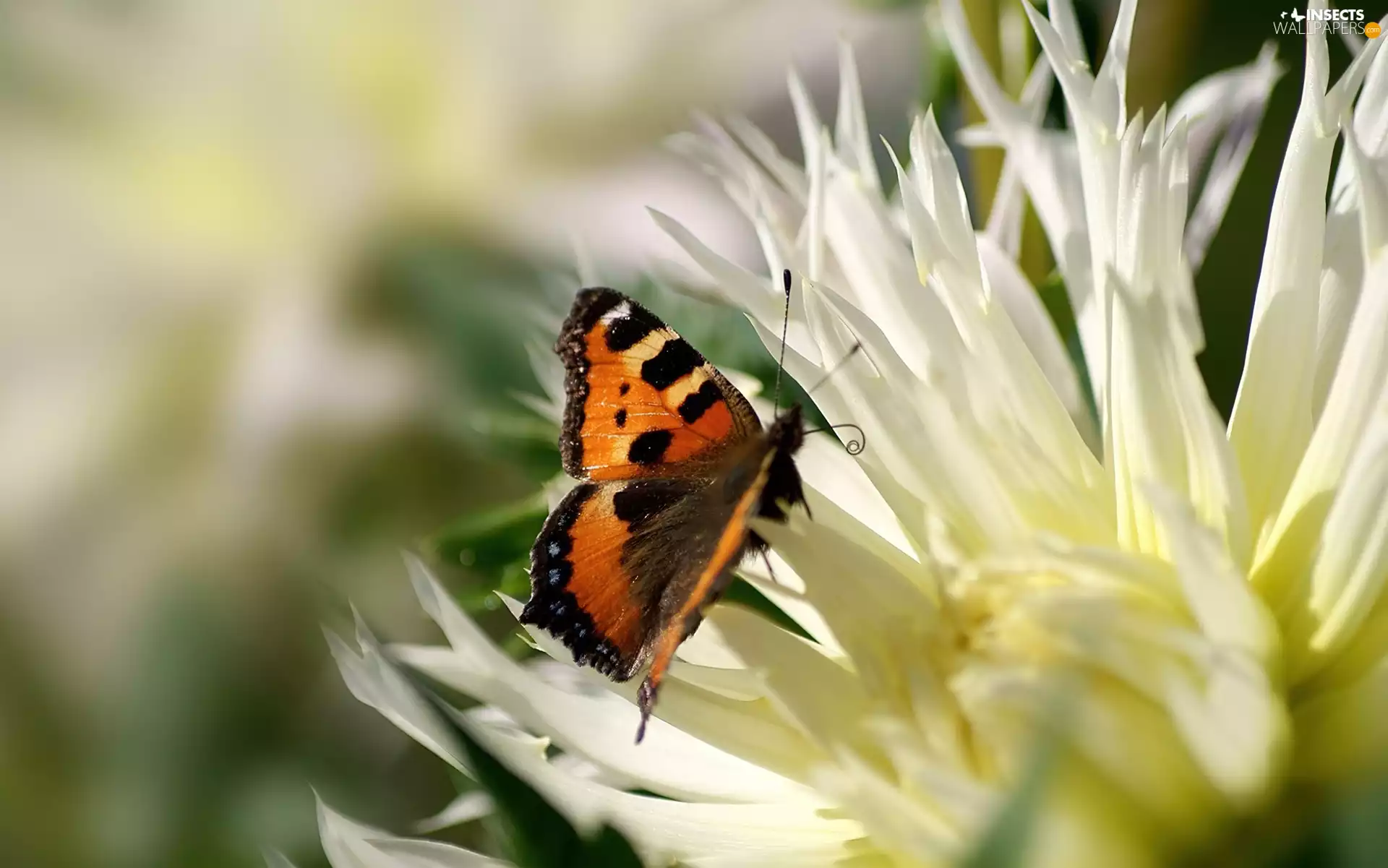 butterfly, Colourfull Flowers