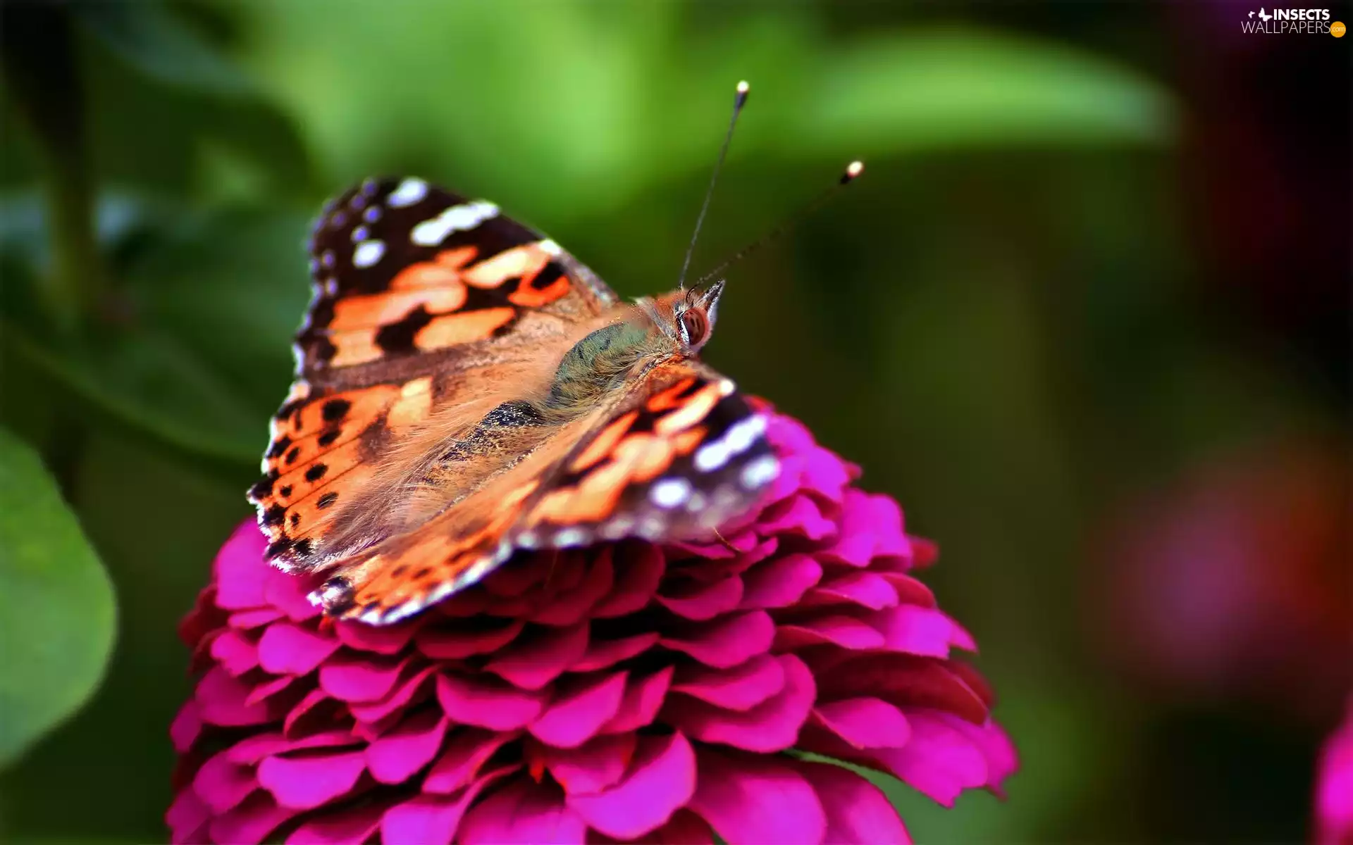 butterfly, Colourfull Flowers