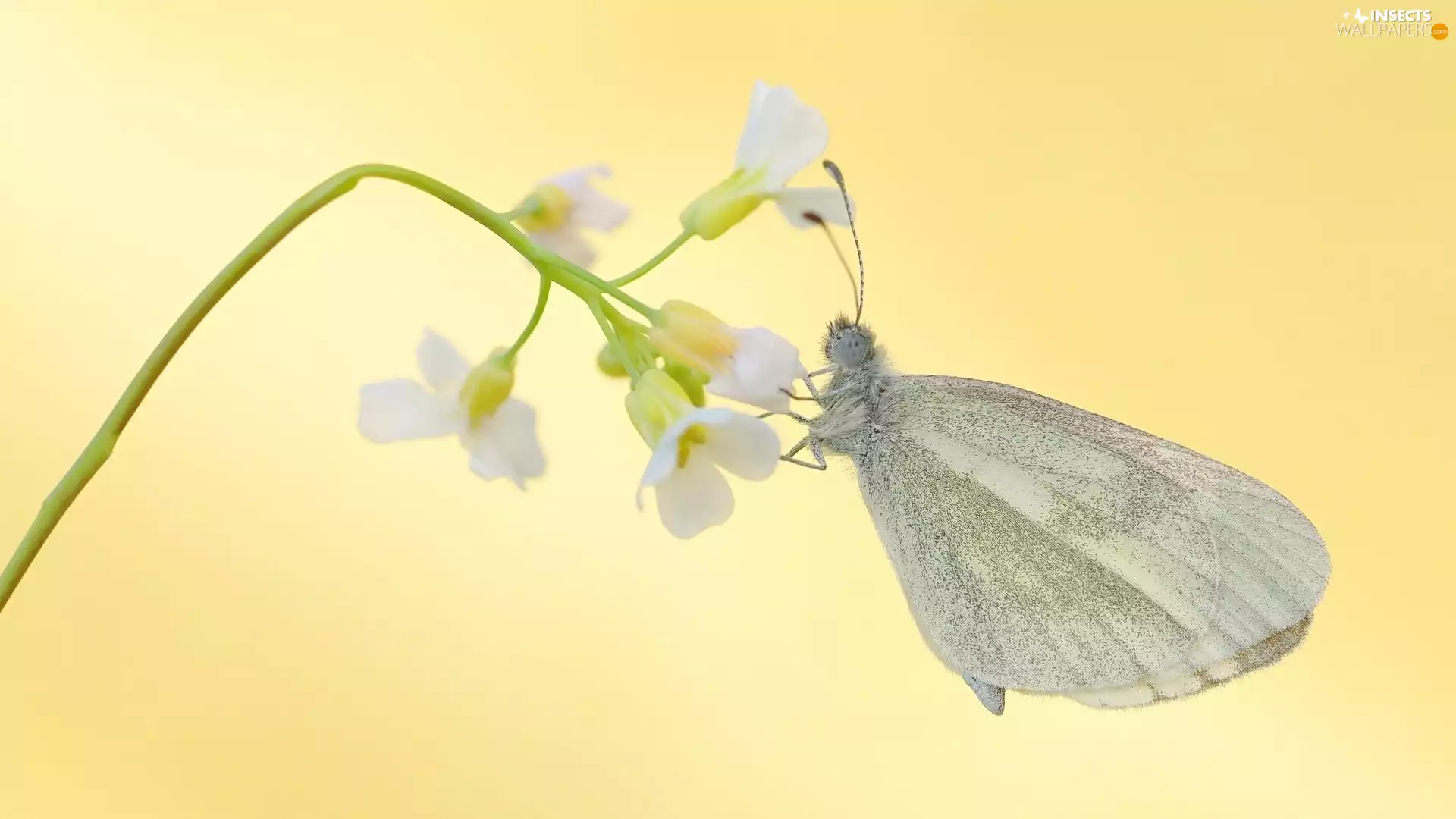 butterfly, Colourfull Flowers