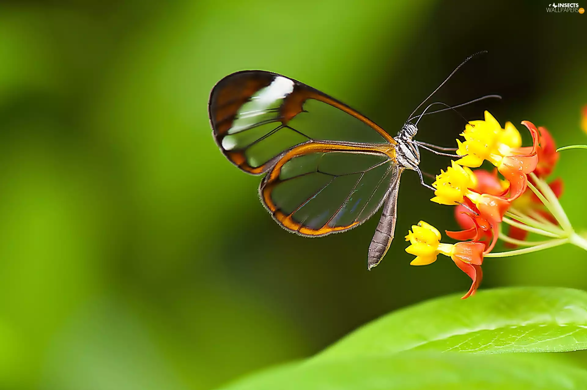 butterfly, Colourfull Flowers