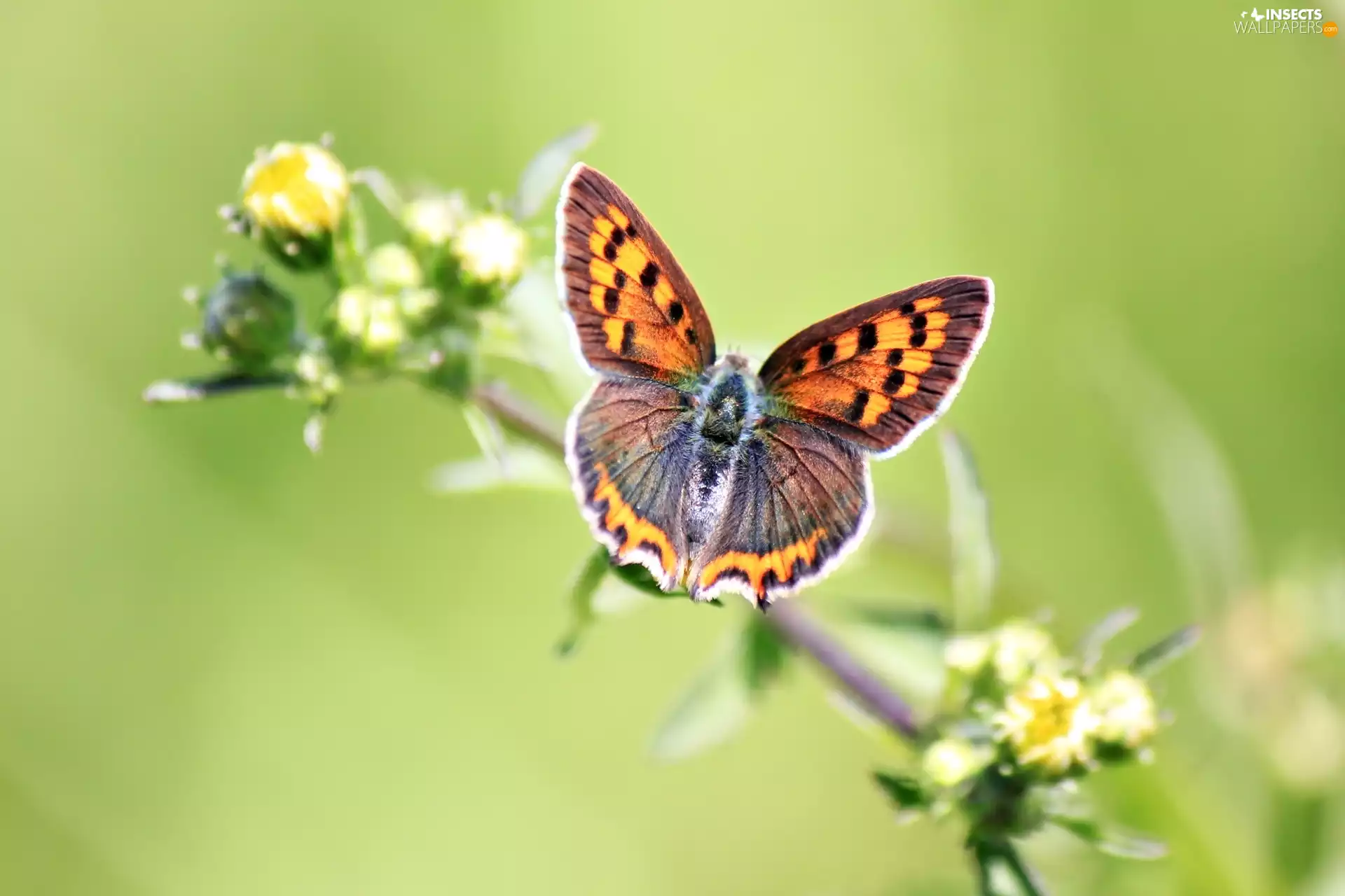 butterfly, Colourfull Flowers