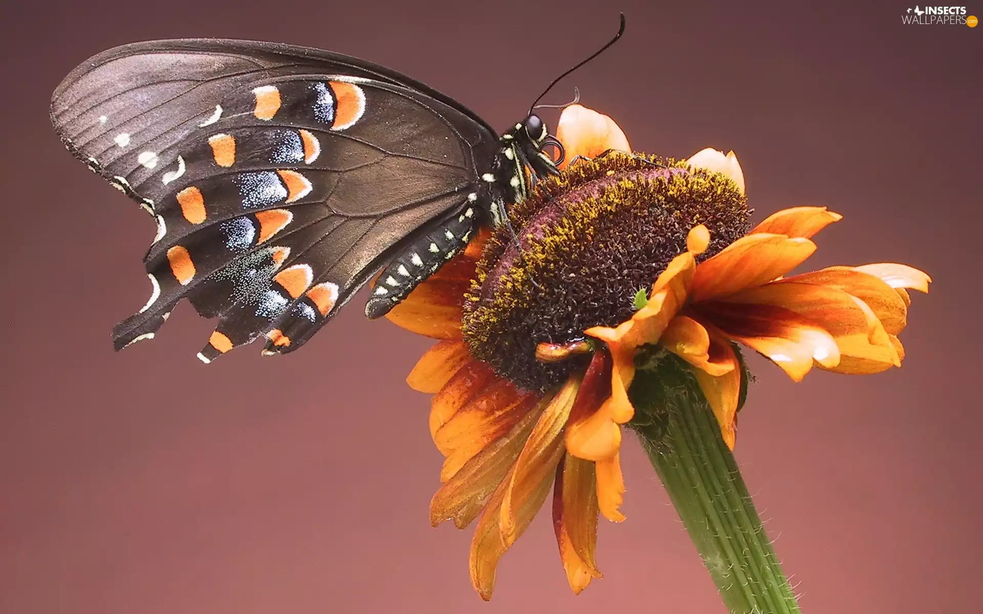 butterfly, Colourfull Flowers