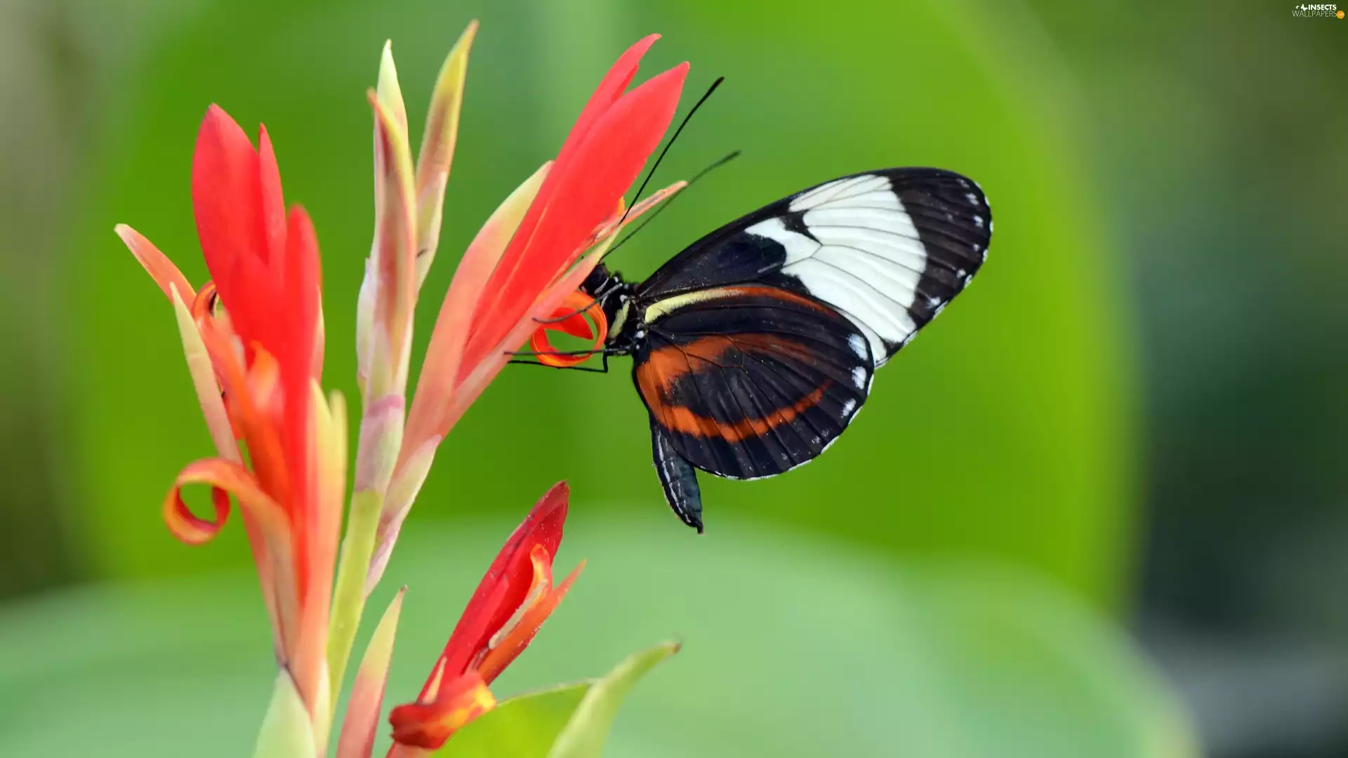 butterfly, Colourfull Flowers