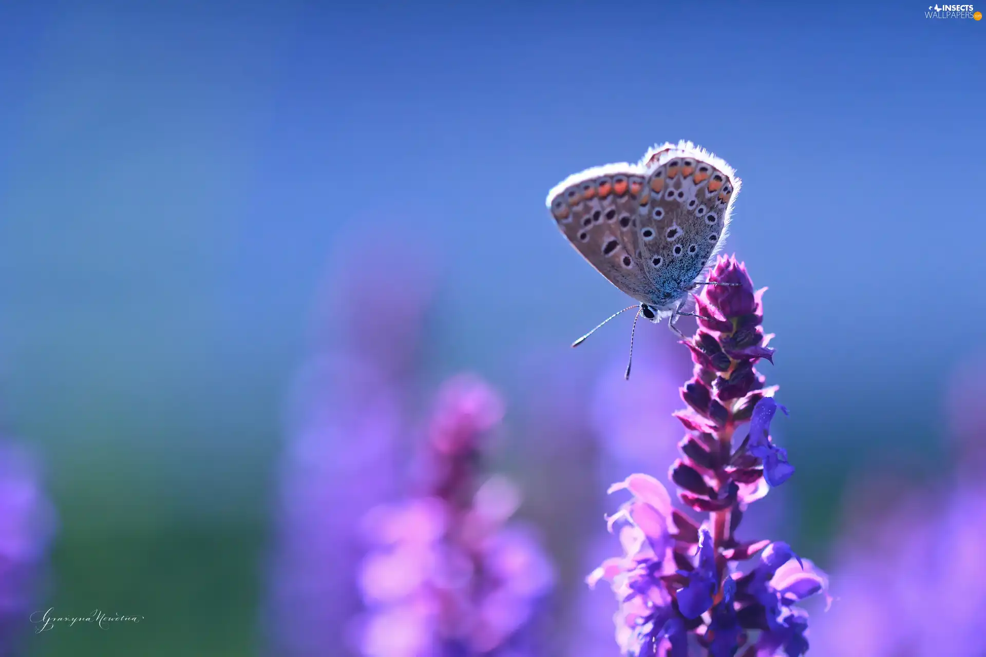 Colourfull Flowers, Dusky, butterfly