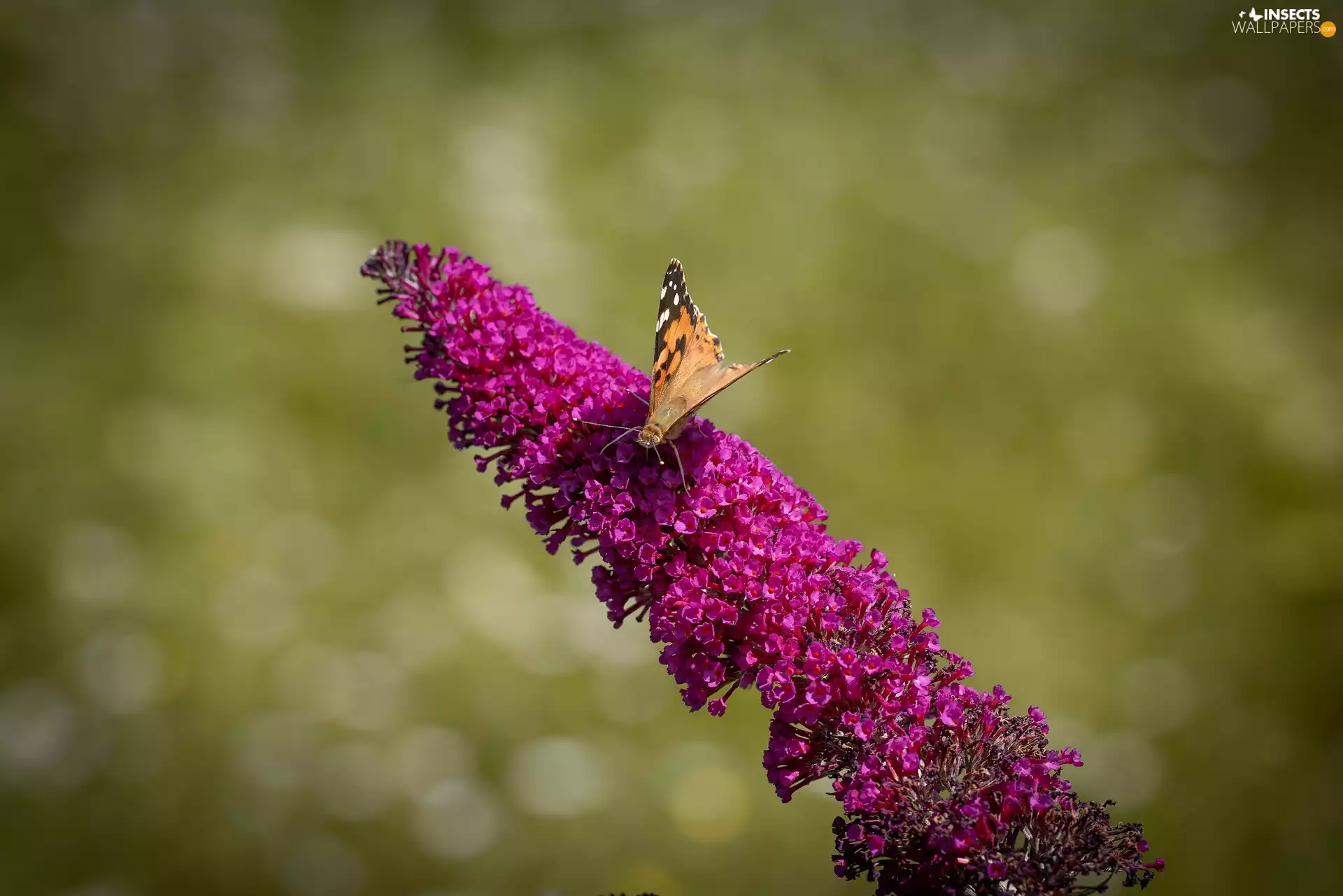 butterfly, Colourfull Flowers, butterfly bush, Painted Lady