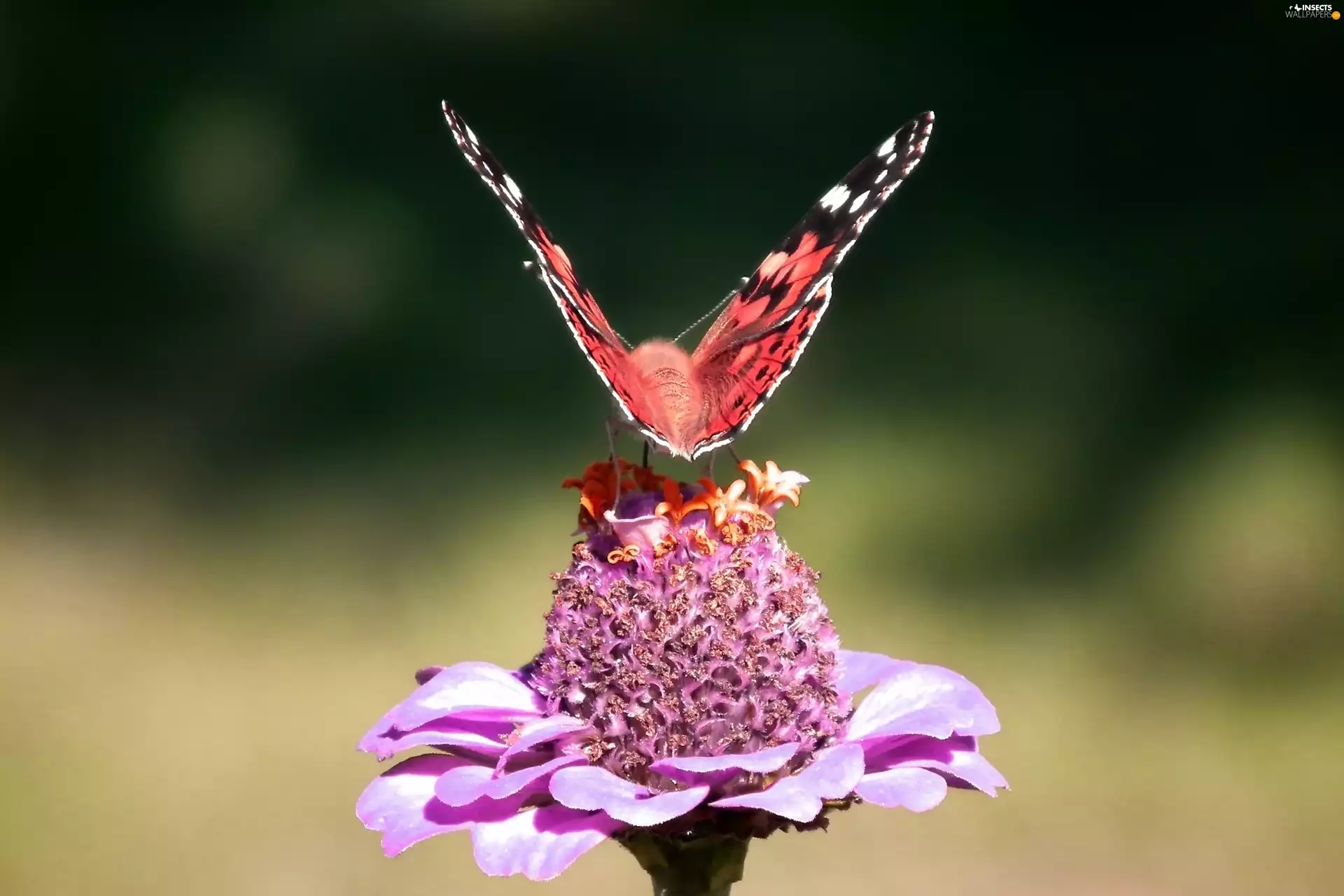 butterfly, Colourfull Flowers