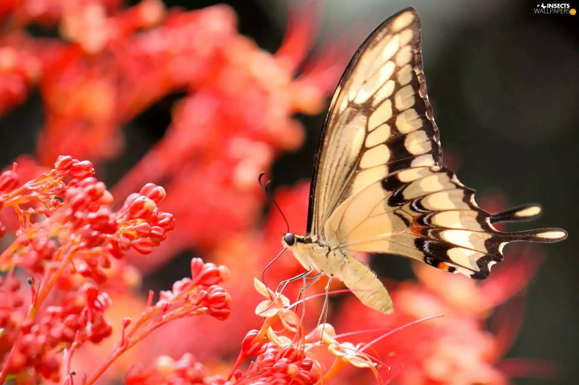 butterfly, Coral, Flowers