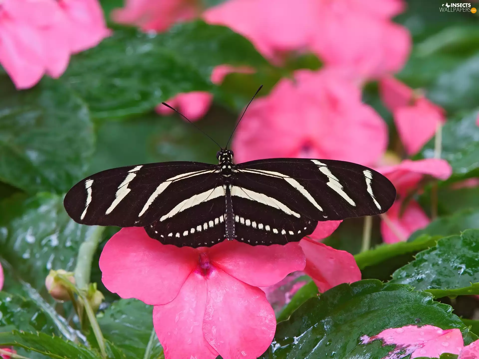 touch-me-not, butterfly, Colourfull Flowers
