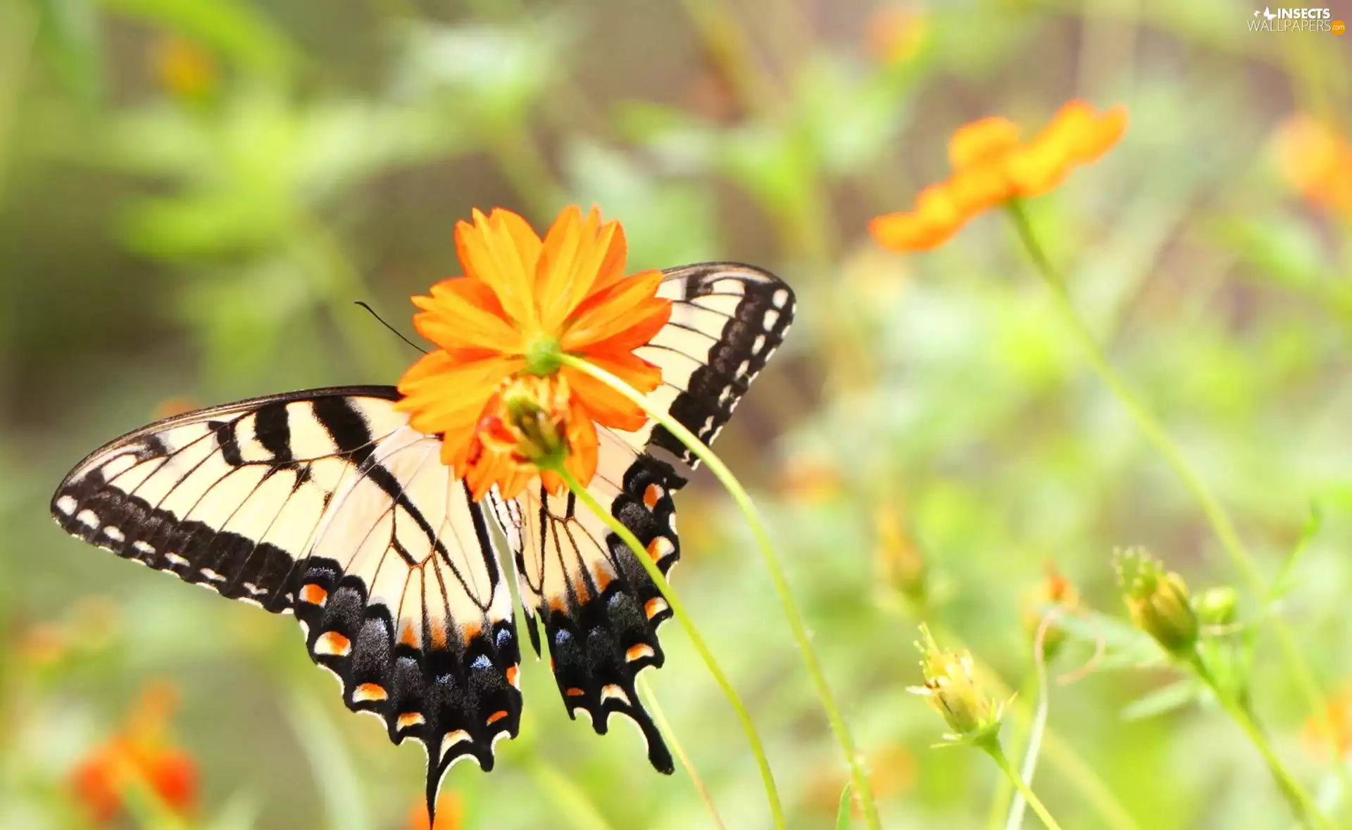 butterfly, Orange, Flowers