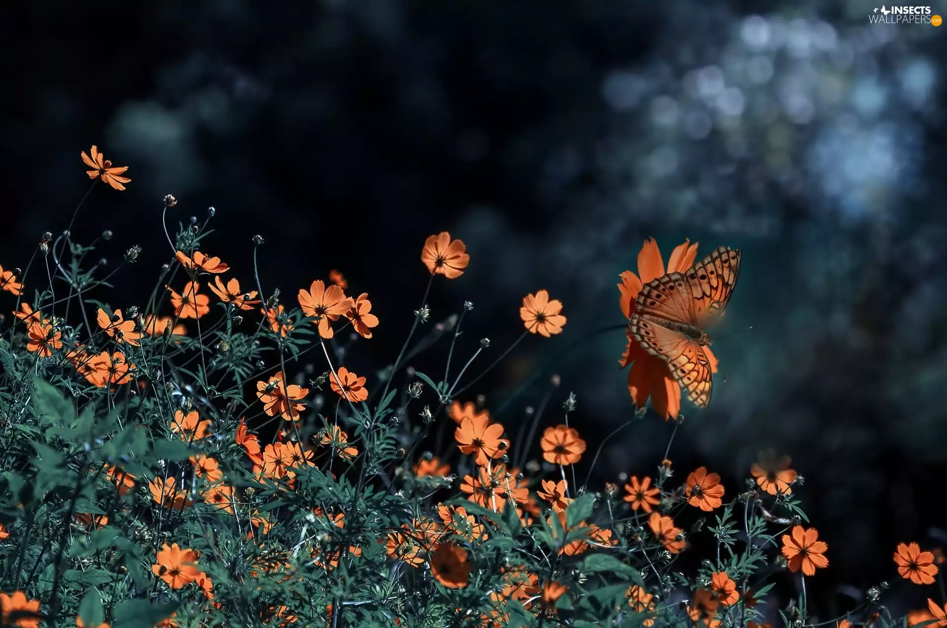 butterfly, Orange, Flowers