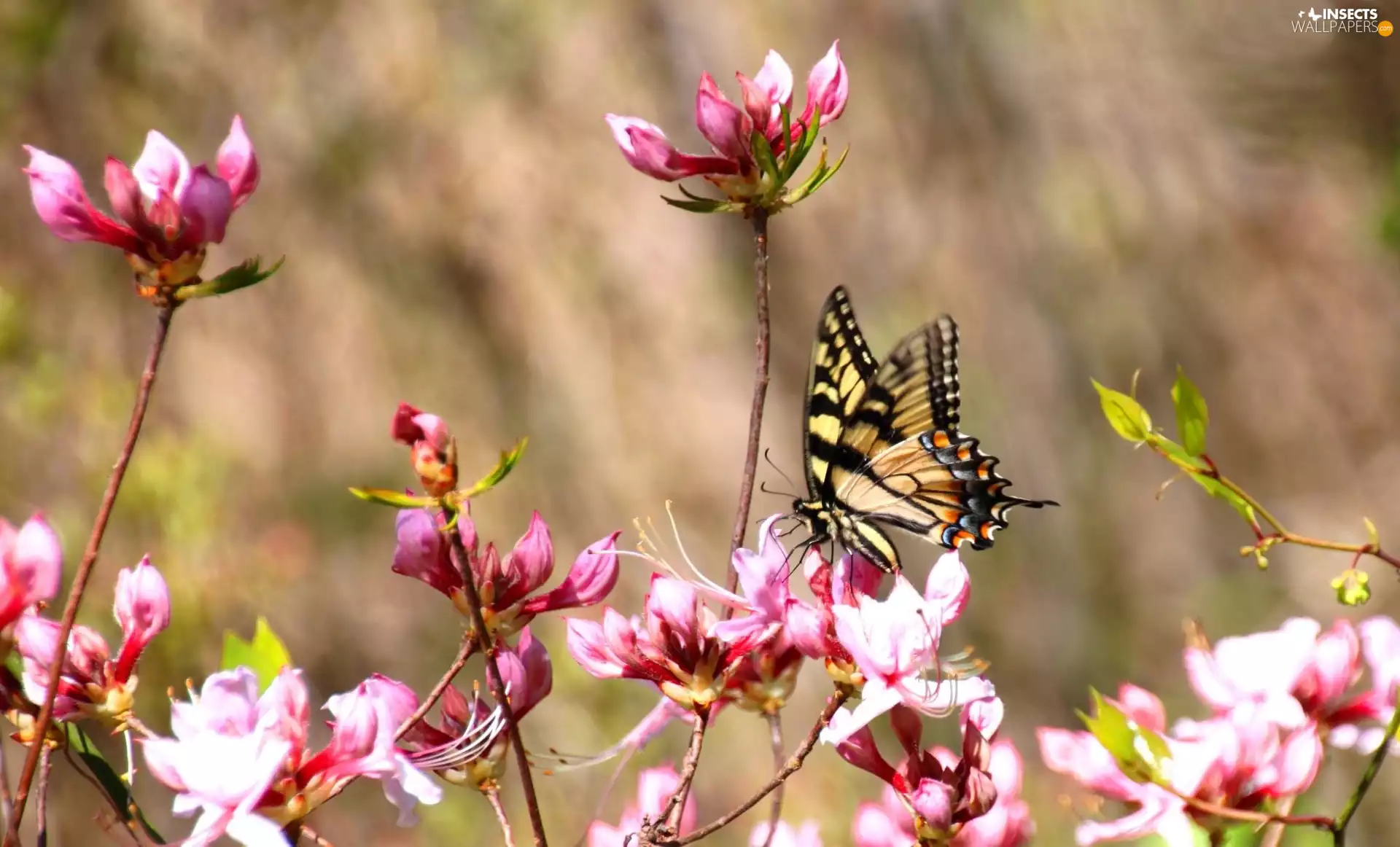 butterfly, Pink, Flowers